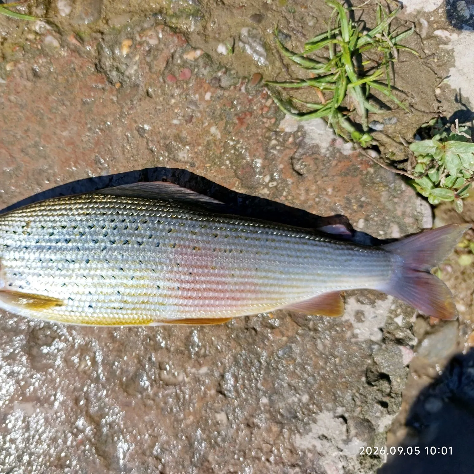 European grayling caught on Fishbrain