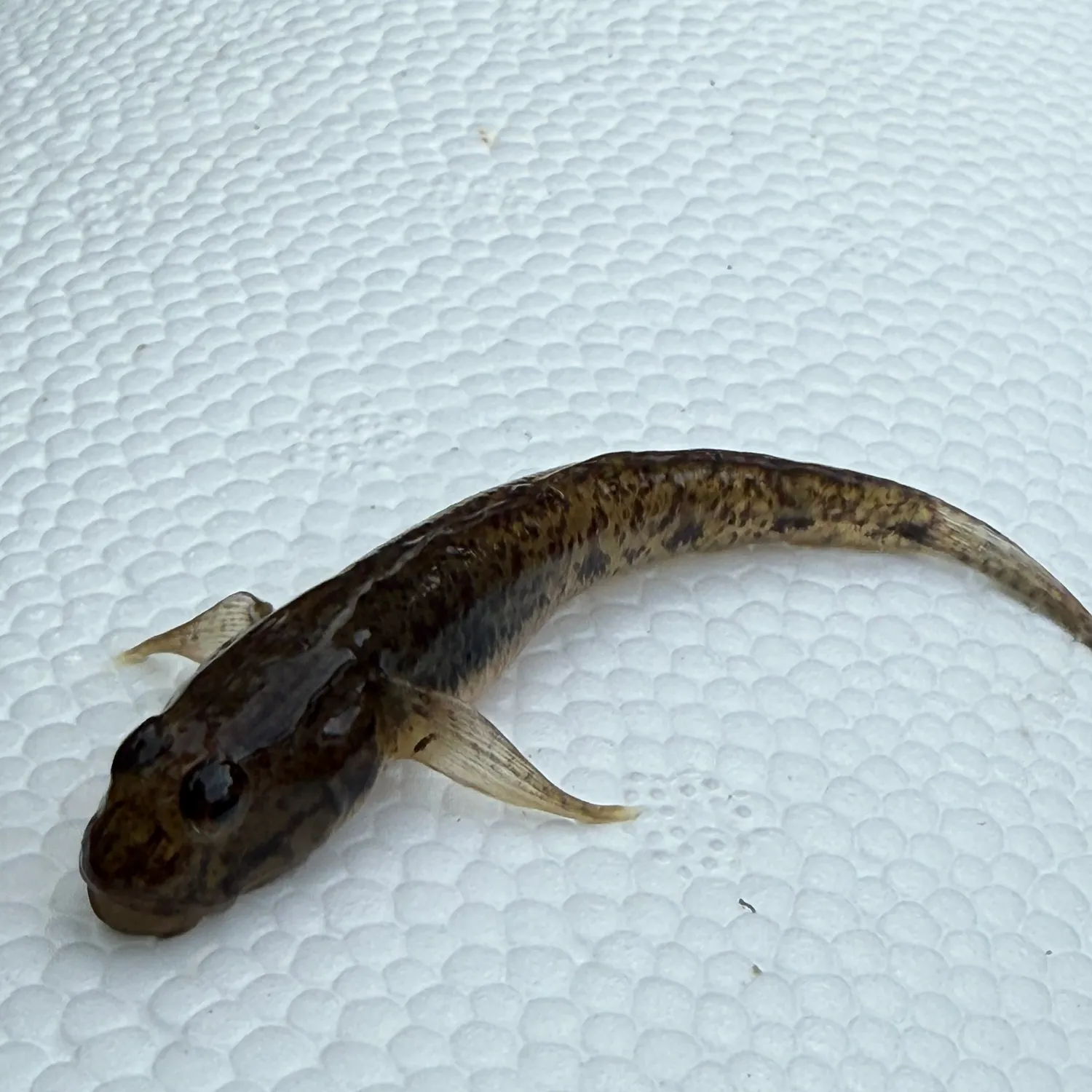 The most recent Sand goby catches on Fishbrain