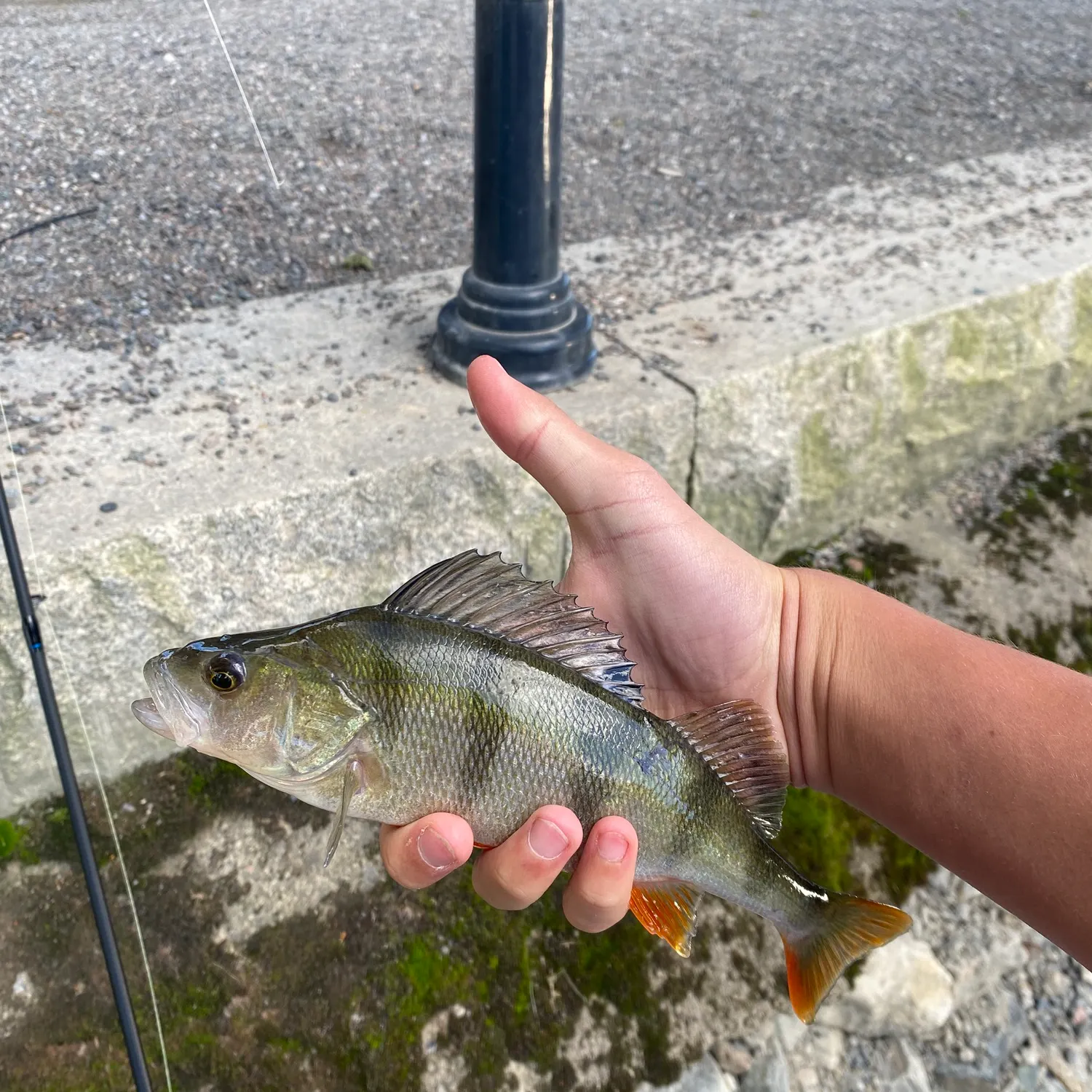 European perch caught on Fishbrain