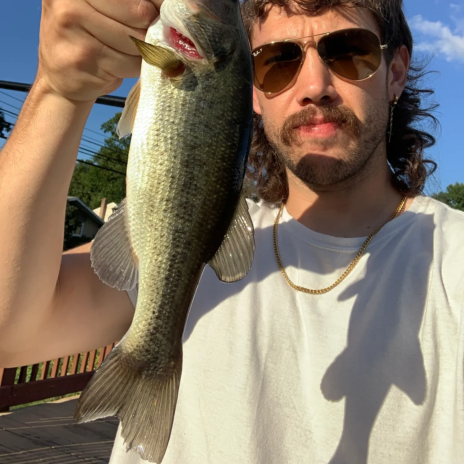 Largemouth bass caught on Fishbrain