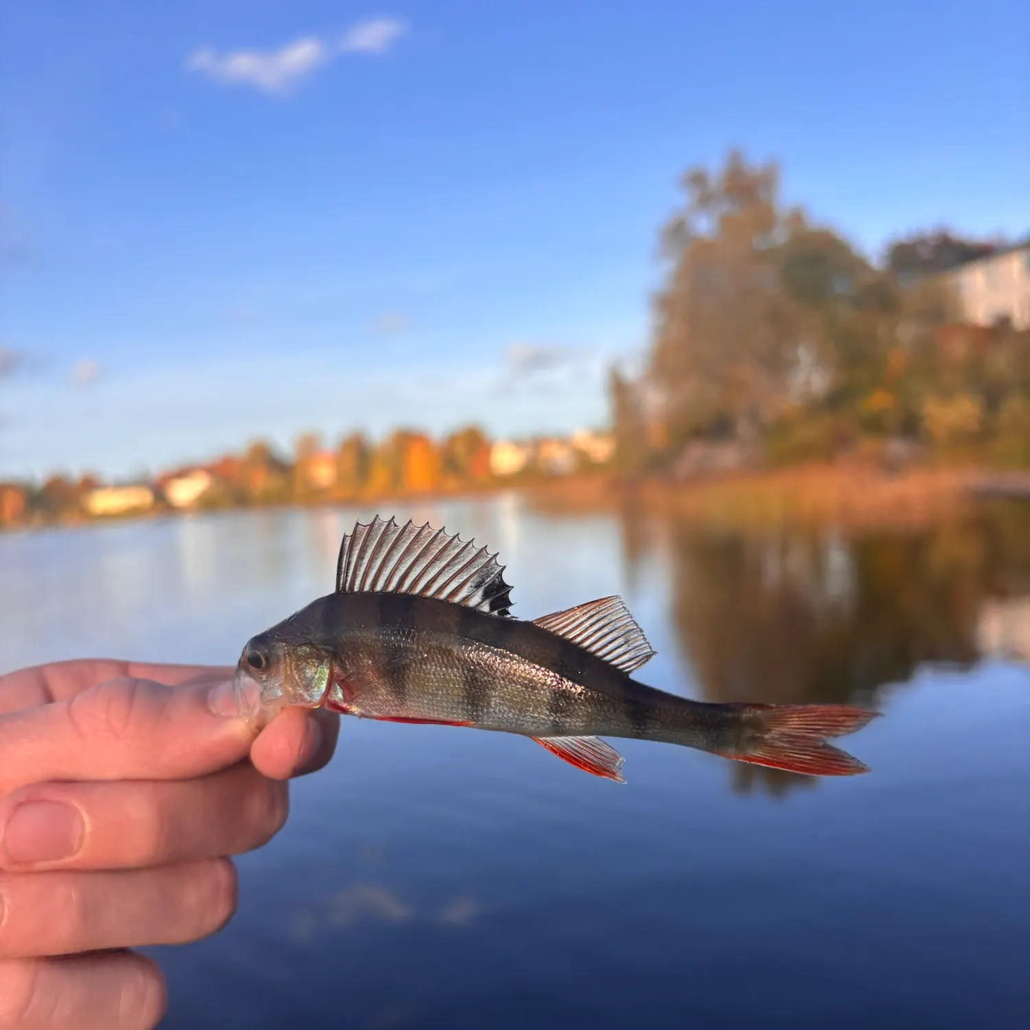 The most recent European perch catches on Fishbrain