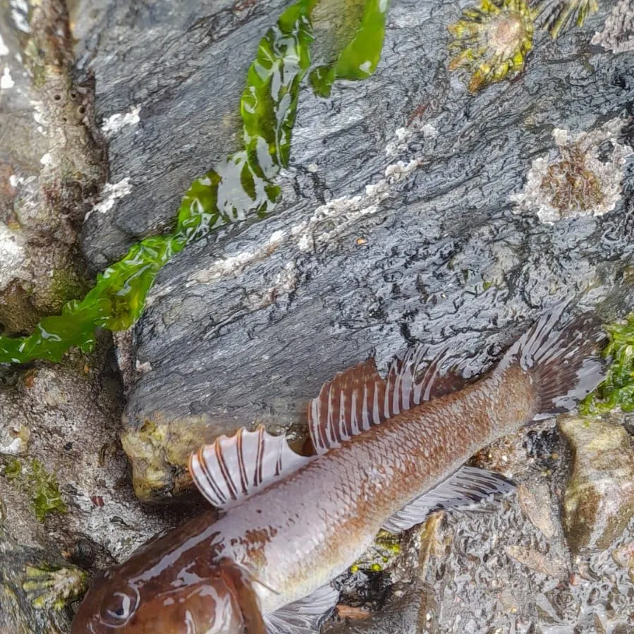 The most popular recent Rock goby catch on Fishbrain