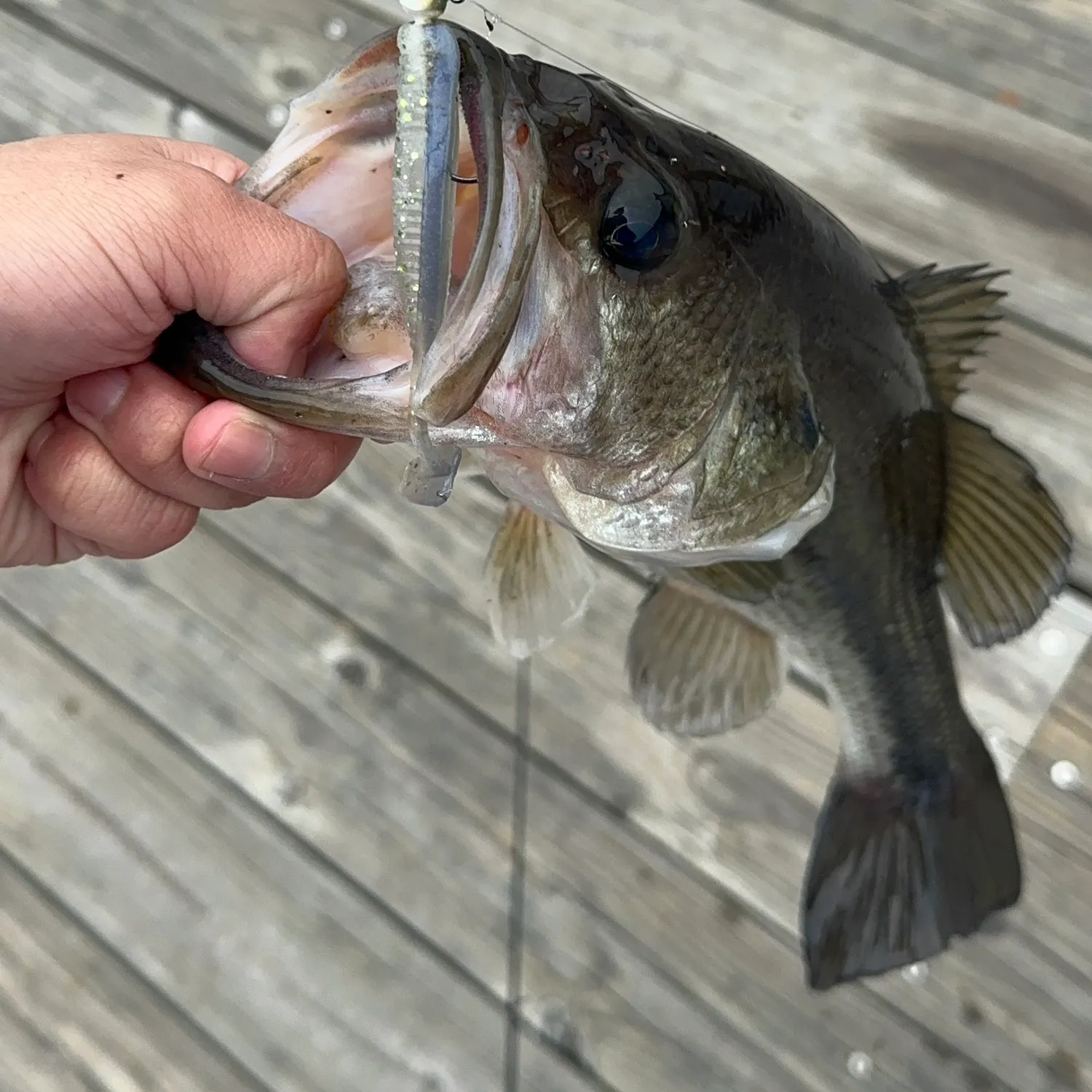 The most recent Largemouth bass catches on Fishbrain