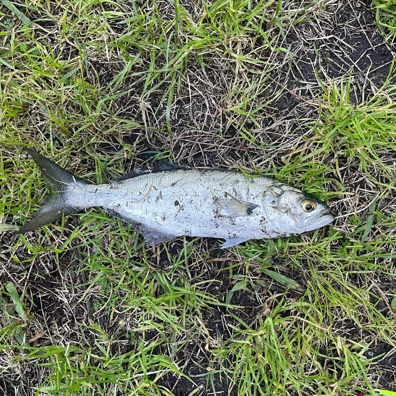Bluefish caught on Fishbrain