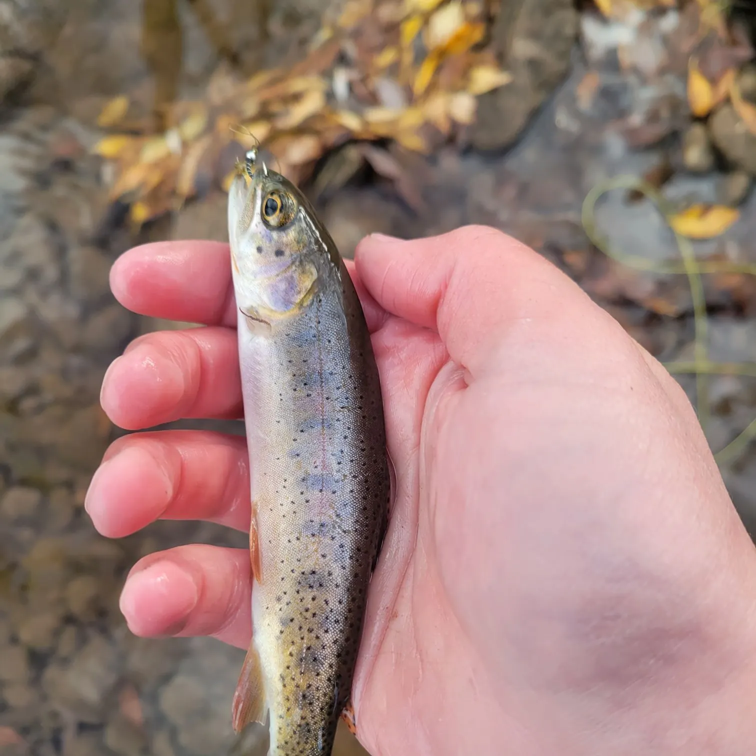 Cutthroat trout caught on Fishbrain