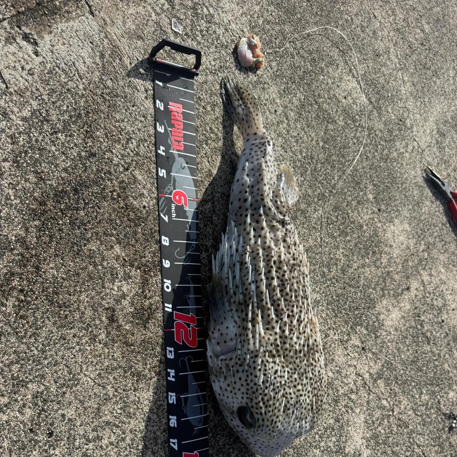 The most recent Spot-fin porcupinefish catches on Fishbrain