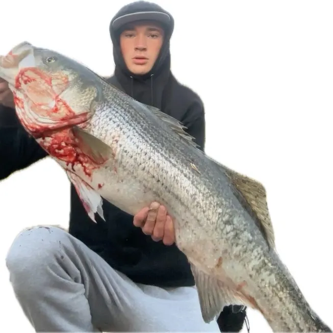 Striped bass caught on Fishbrain