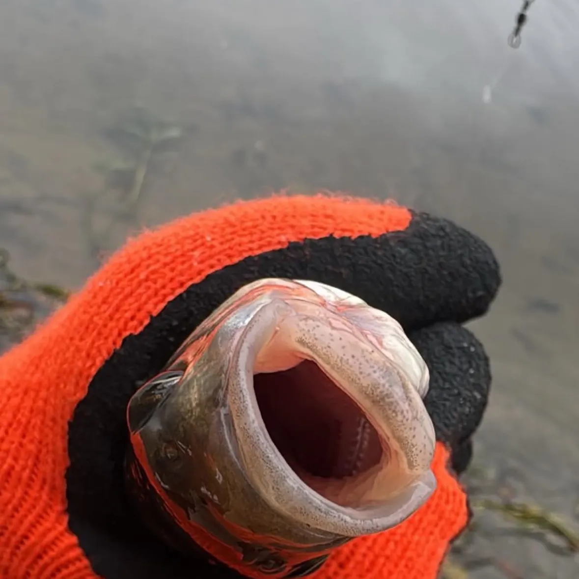 Fallfish caught on Fishbrain