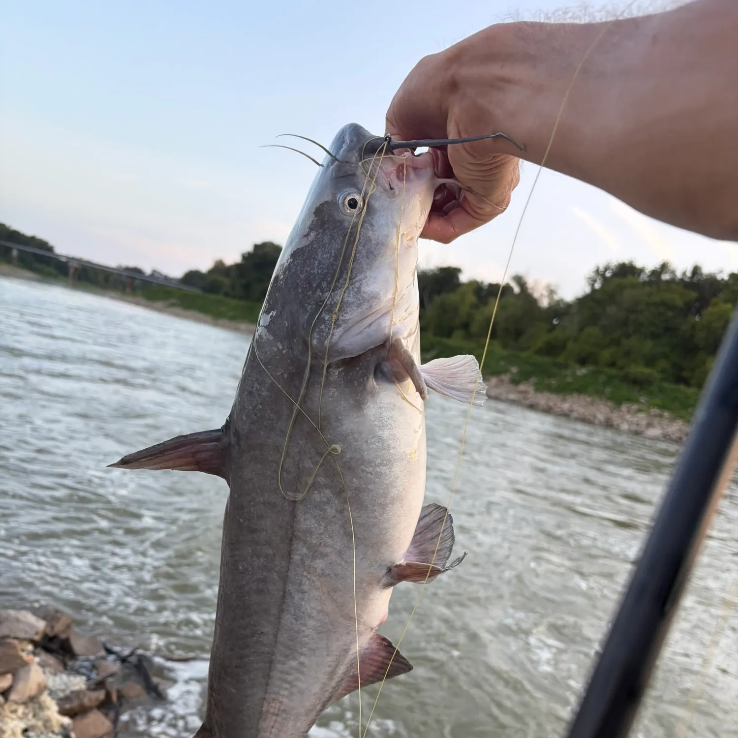 Blue catfish caught on Fishbrain