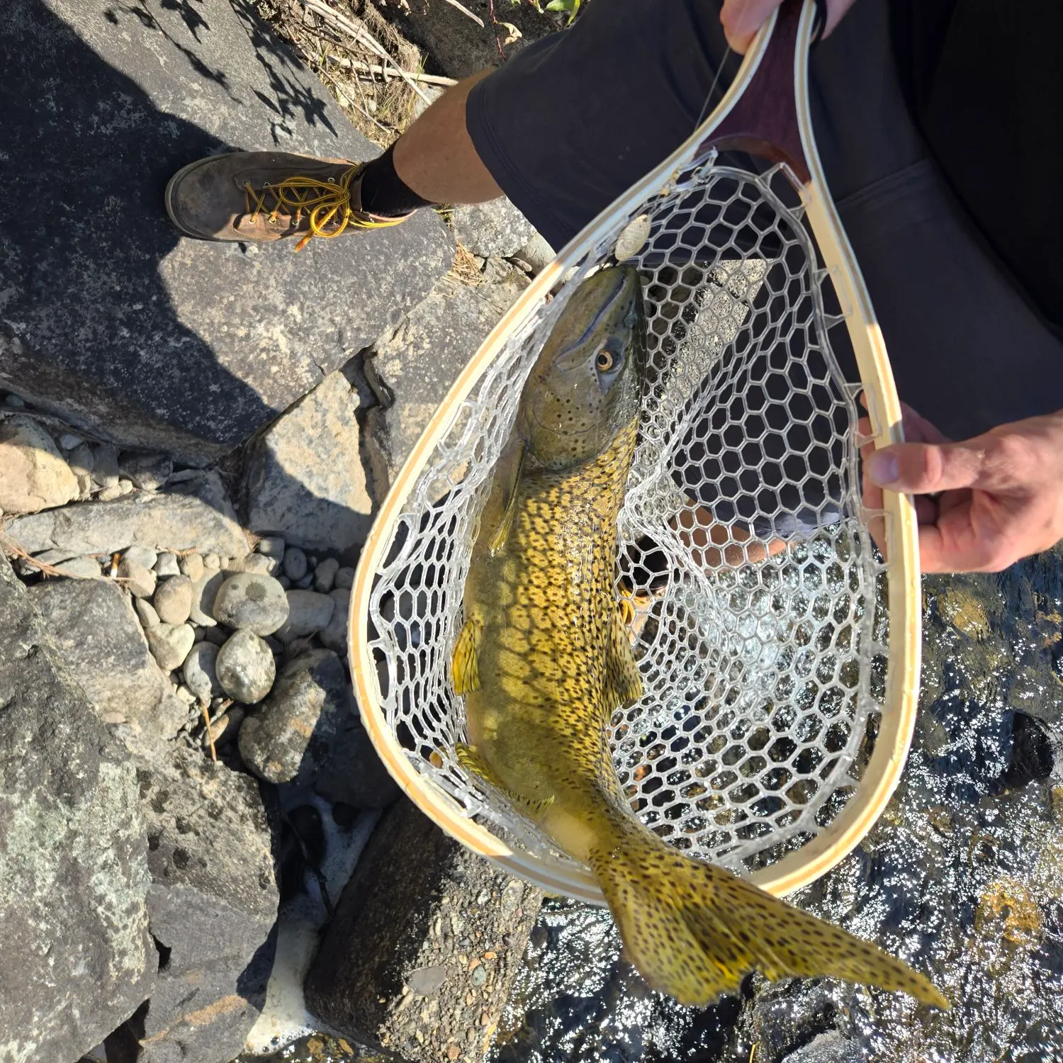 Brown trout caught on Fishbrain