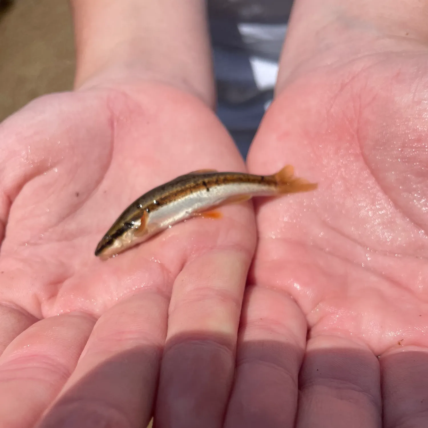 The most recent Redside dace catches on Fishbrain