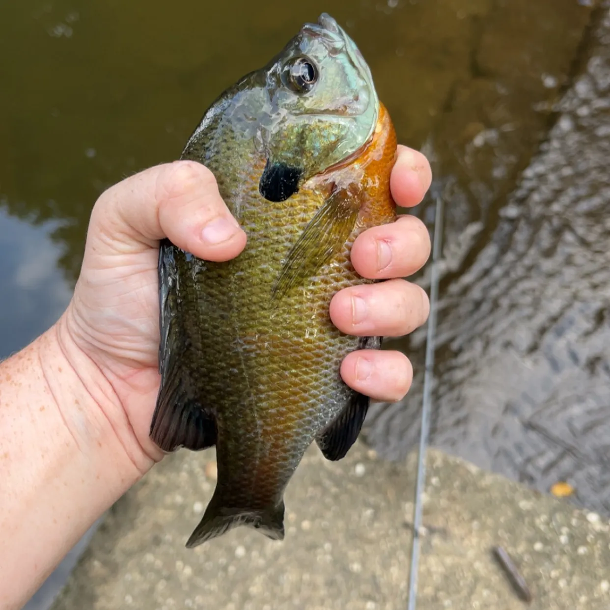 Bluegill caught on Fishbrain