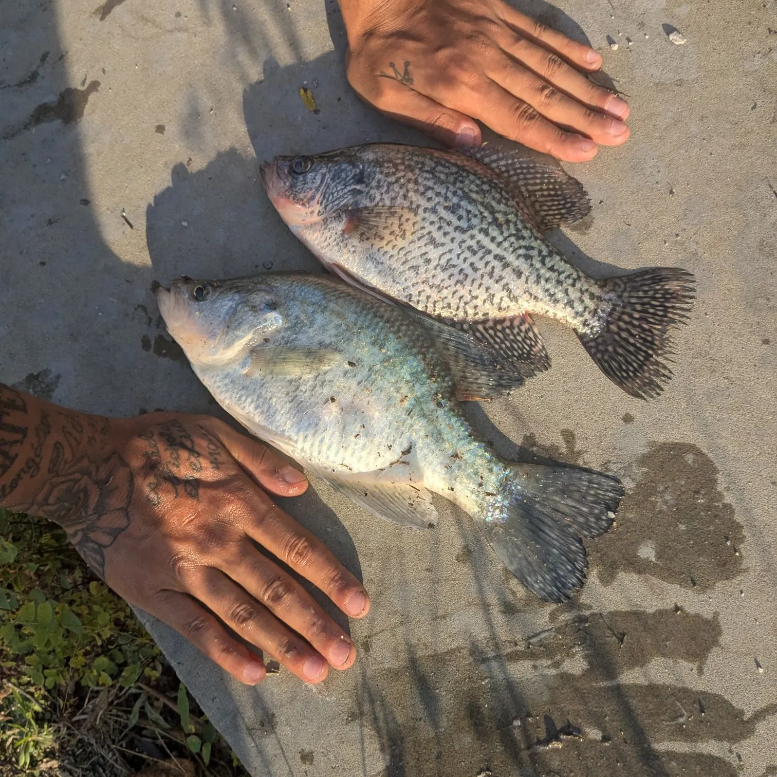 catch