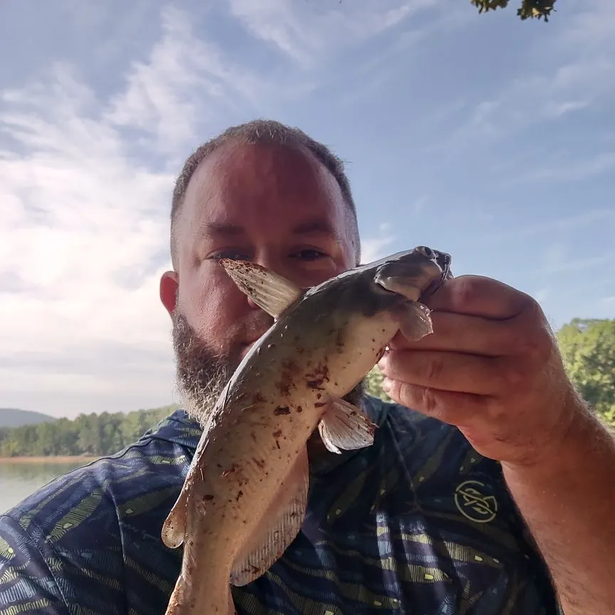 Channel catfish caught on Fishbrain