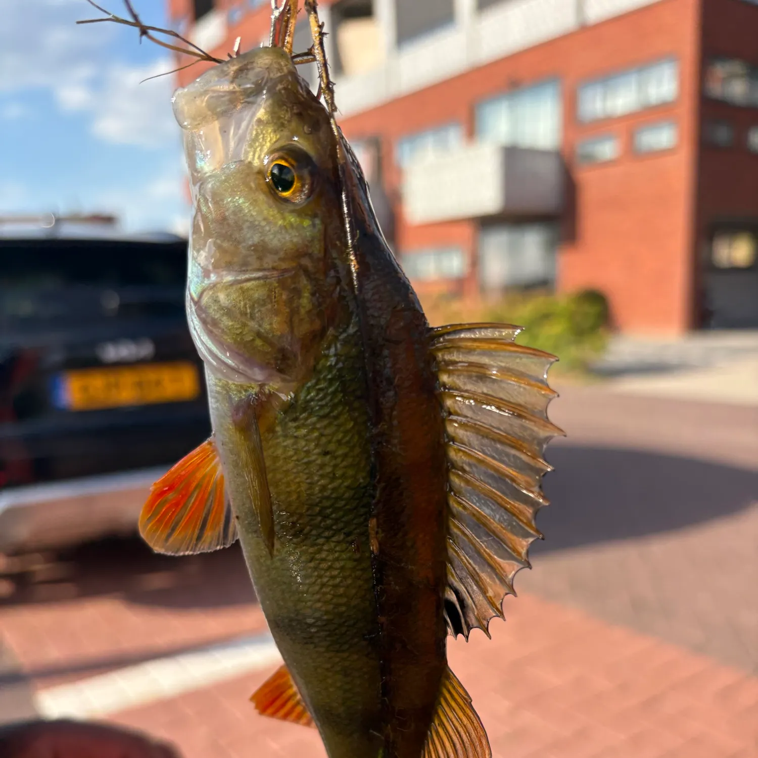 catch