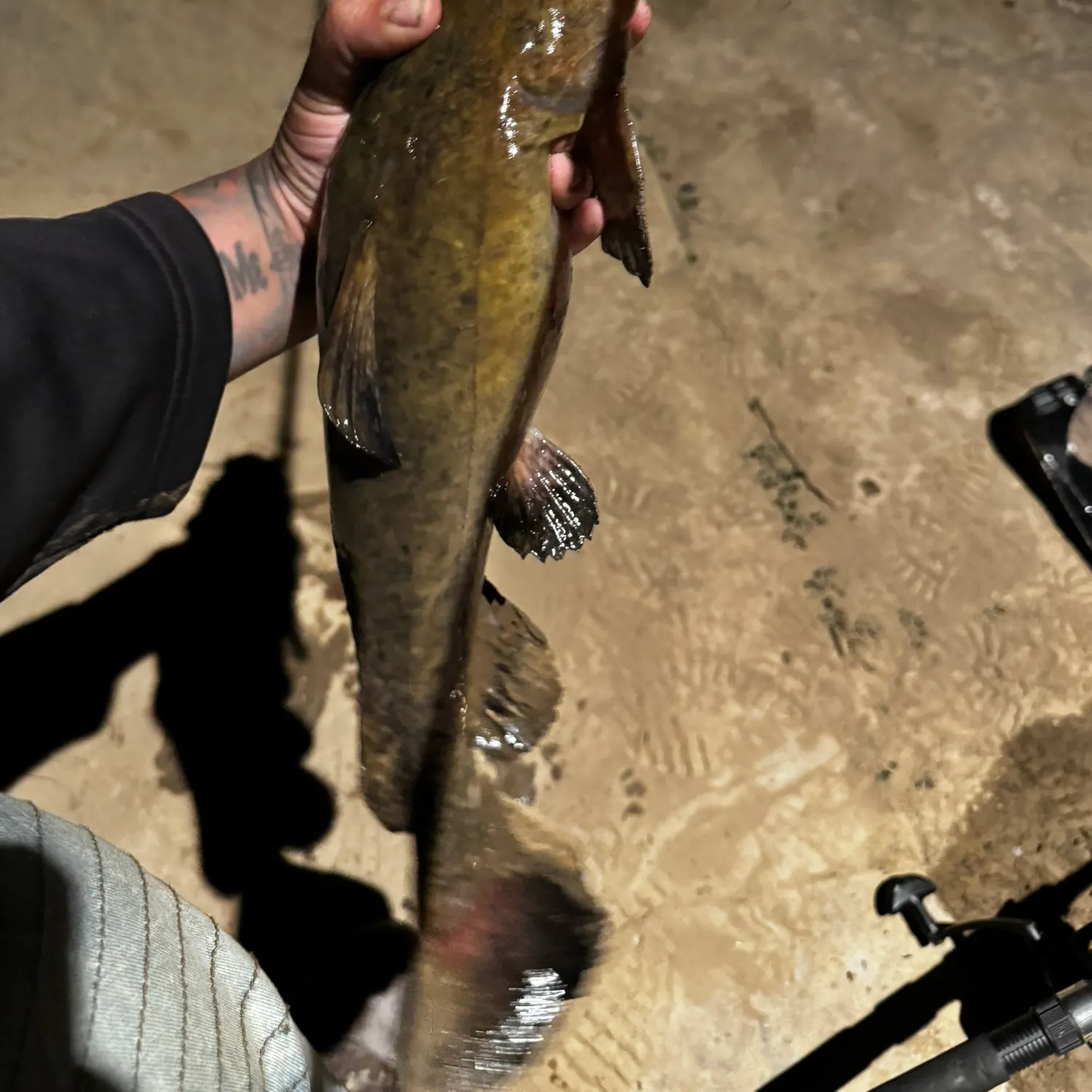 The most recent Flathead catfish catches on Fishbrain