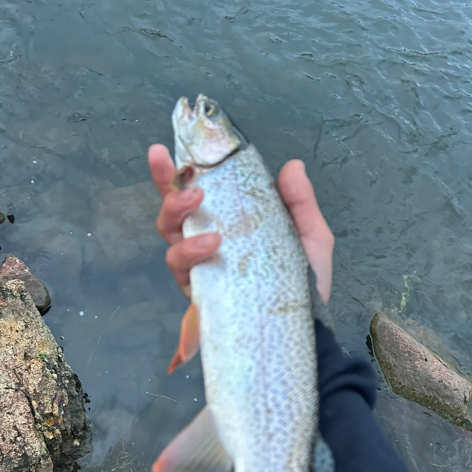 Cutbow caught on Fishbrain