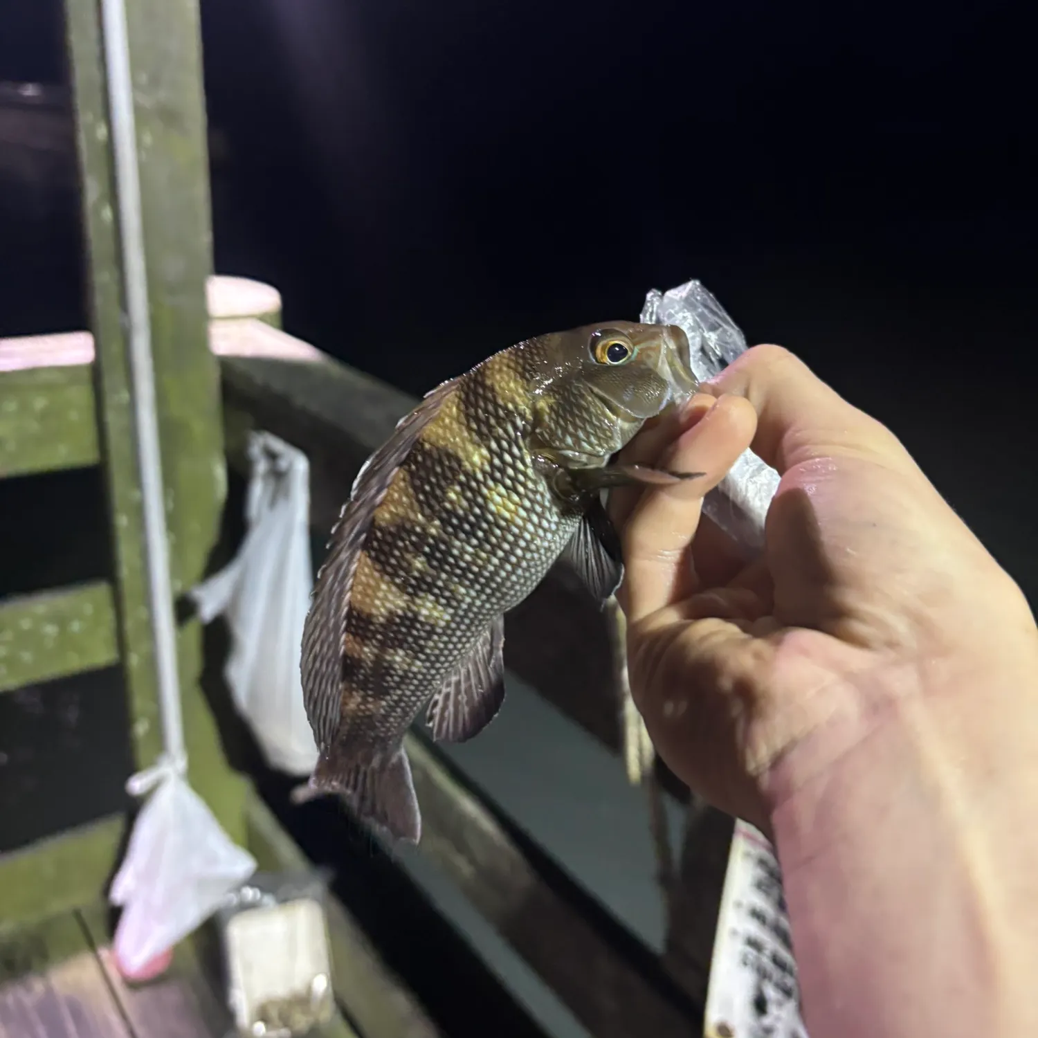 Black sea bass caught on Fishbrain