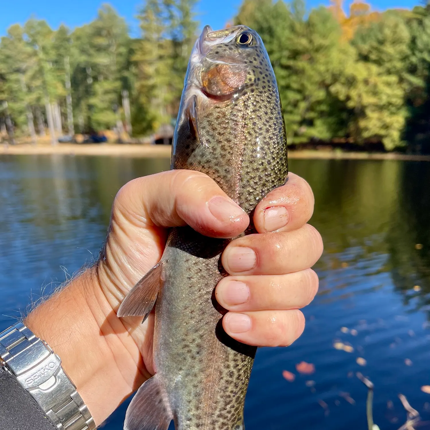 Rainbow trout caught on Fishbrain
