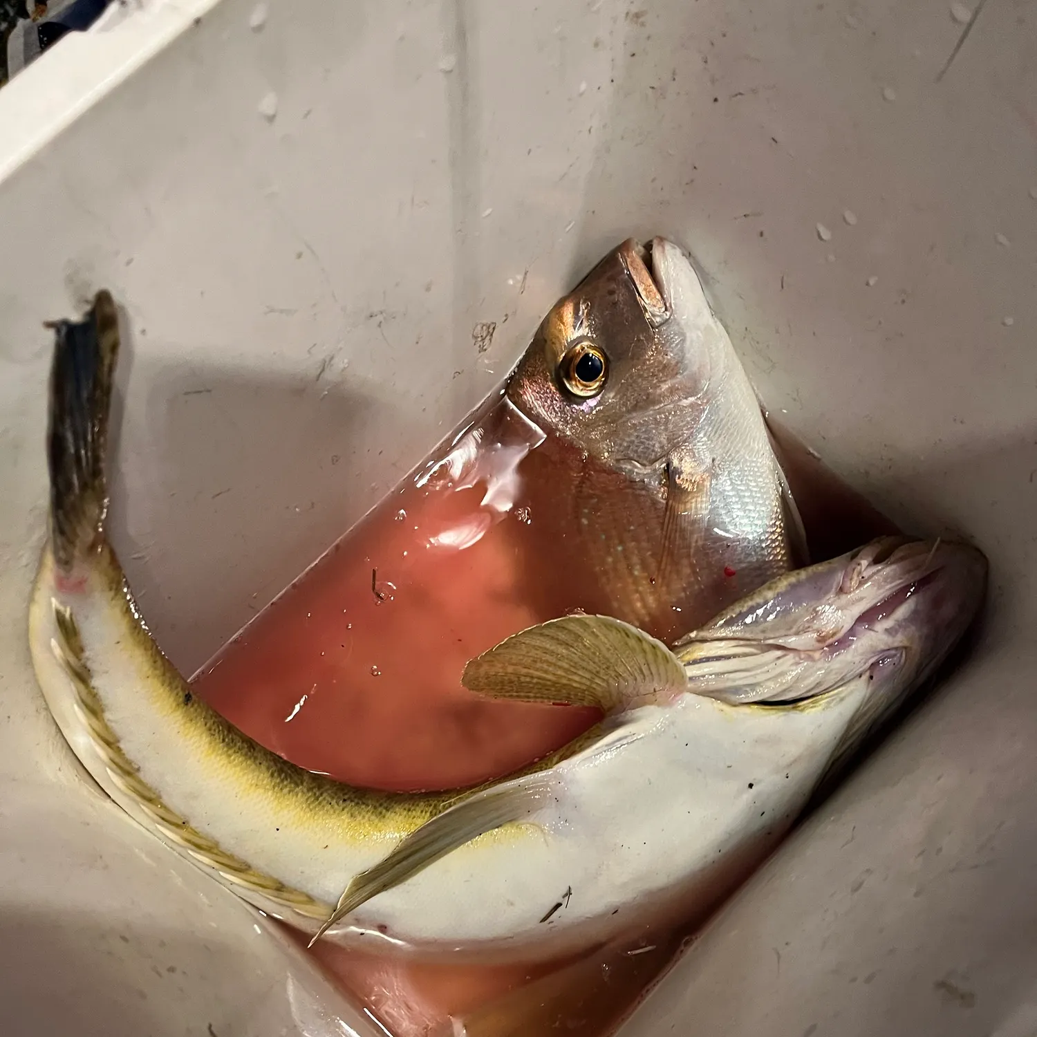 The most recent Australasian snapper catches on Fishbrain
