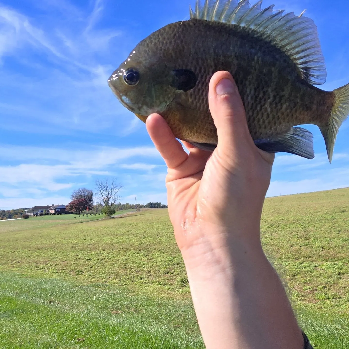 Bluegill caught on Fishbrain