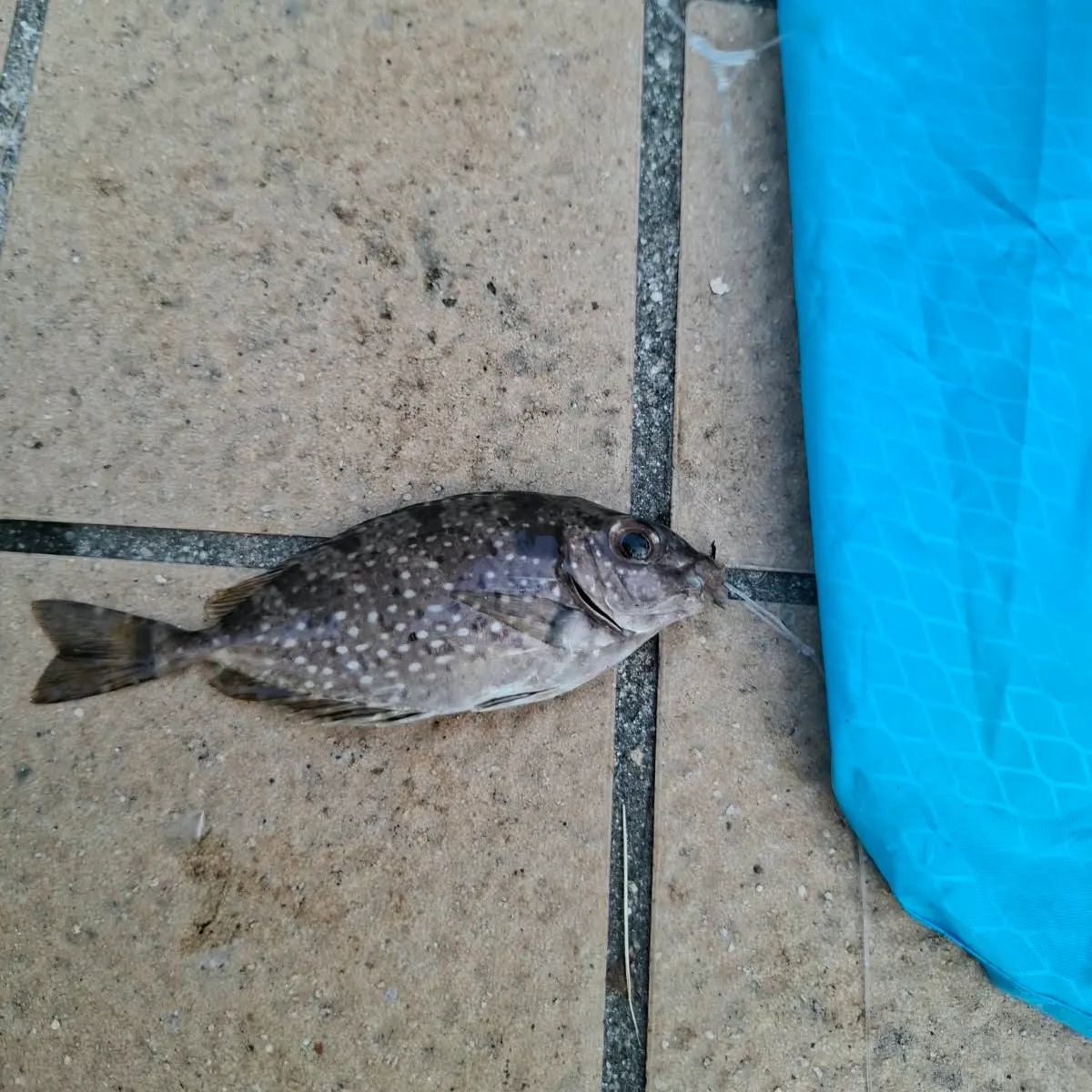 The most recent Mottled spinefoot catches on Fishbrain