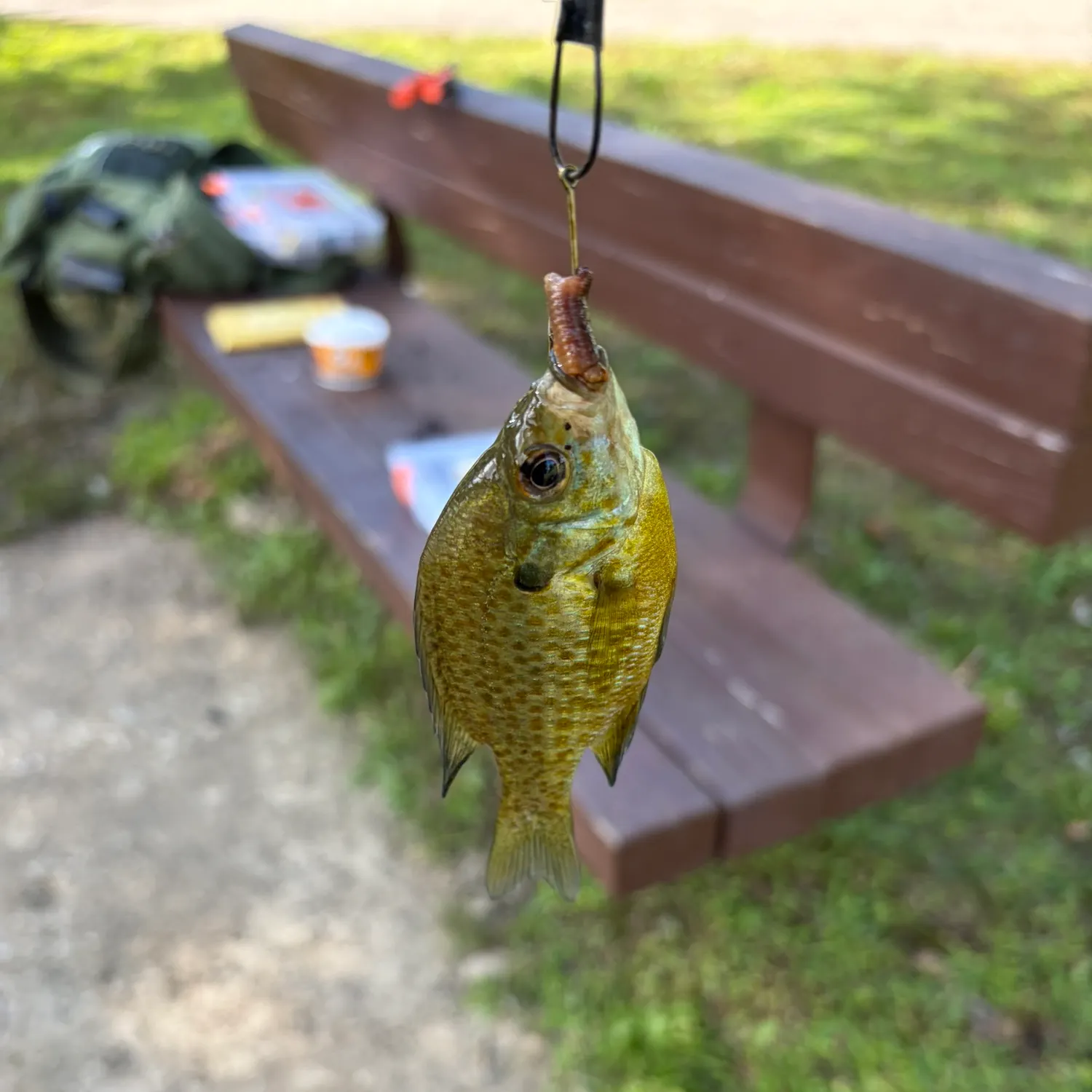Bluegill caught on Fishbrain