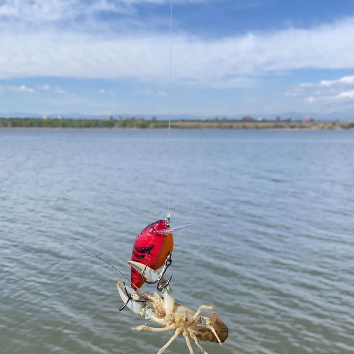 The most recent Northern clearwater crayfish catches on Fishbrain