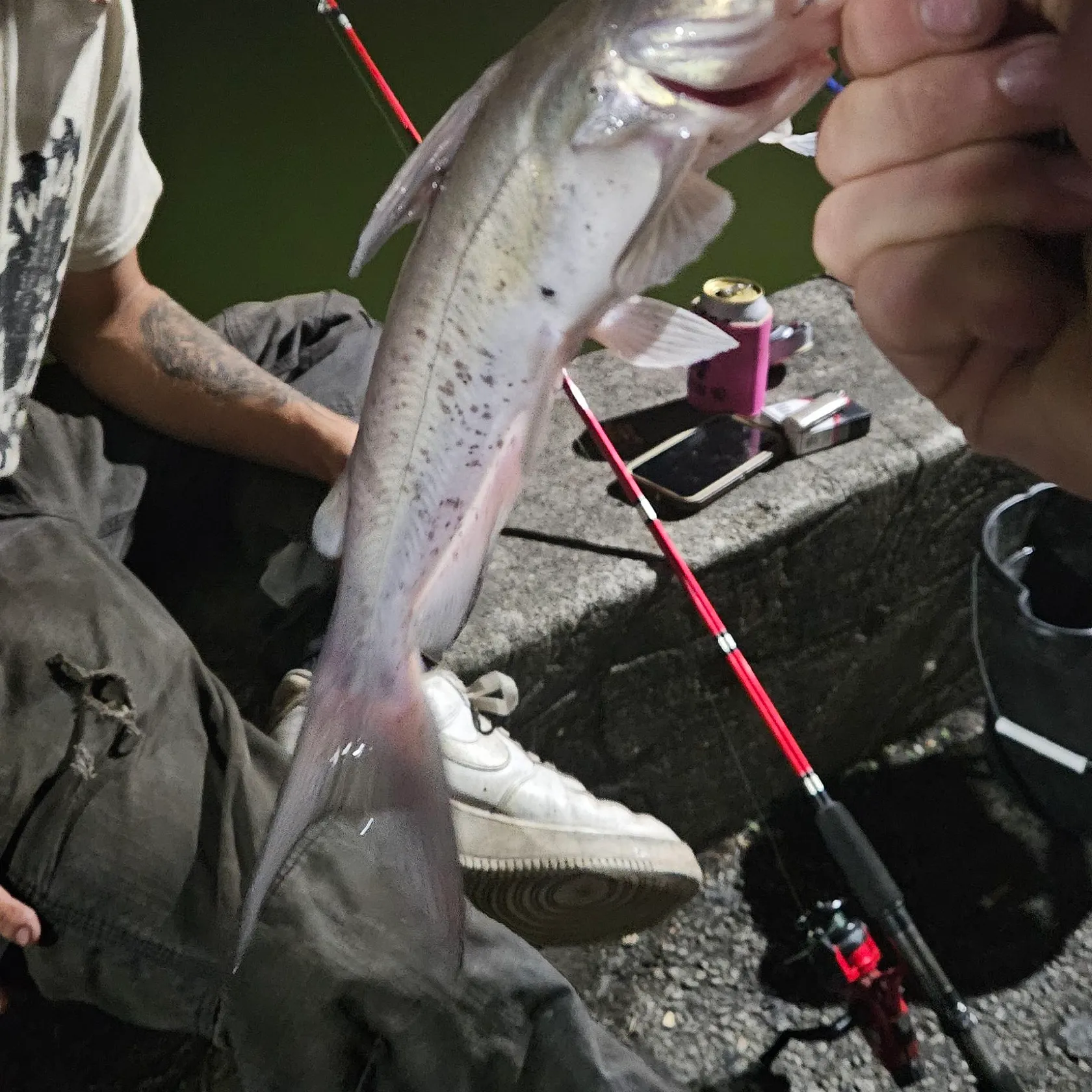 recently logged catches