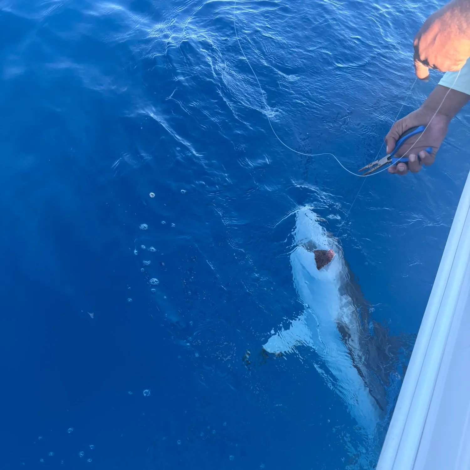 The most recent Caribbean reef shark catches on Fishbrain