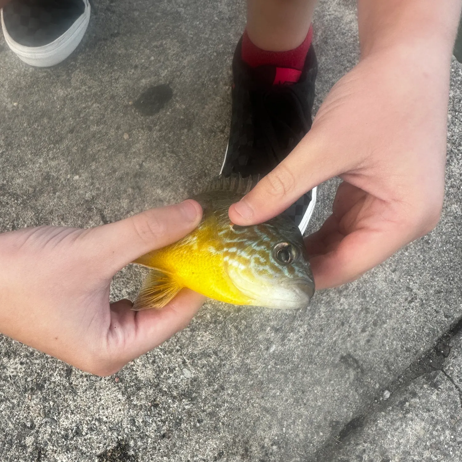 Pumpkinseed caught on Fishbrain