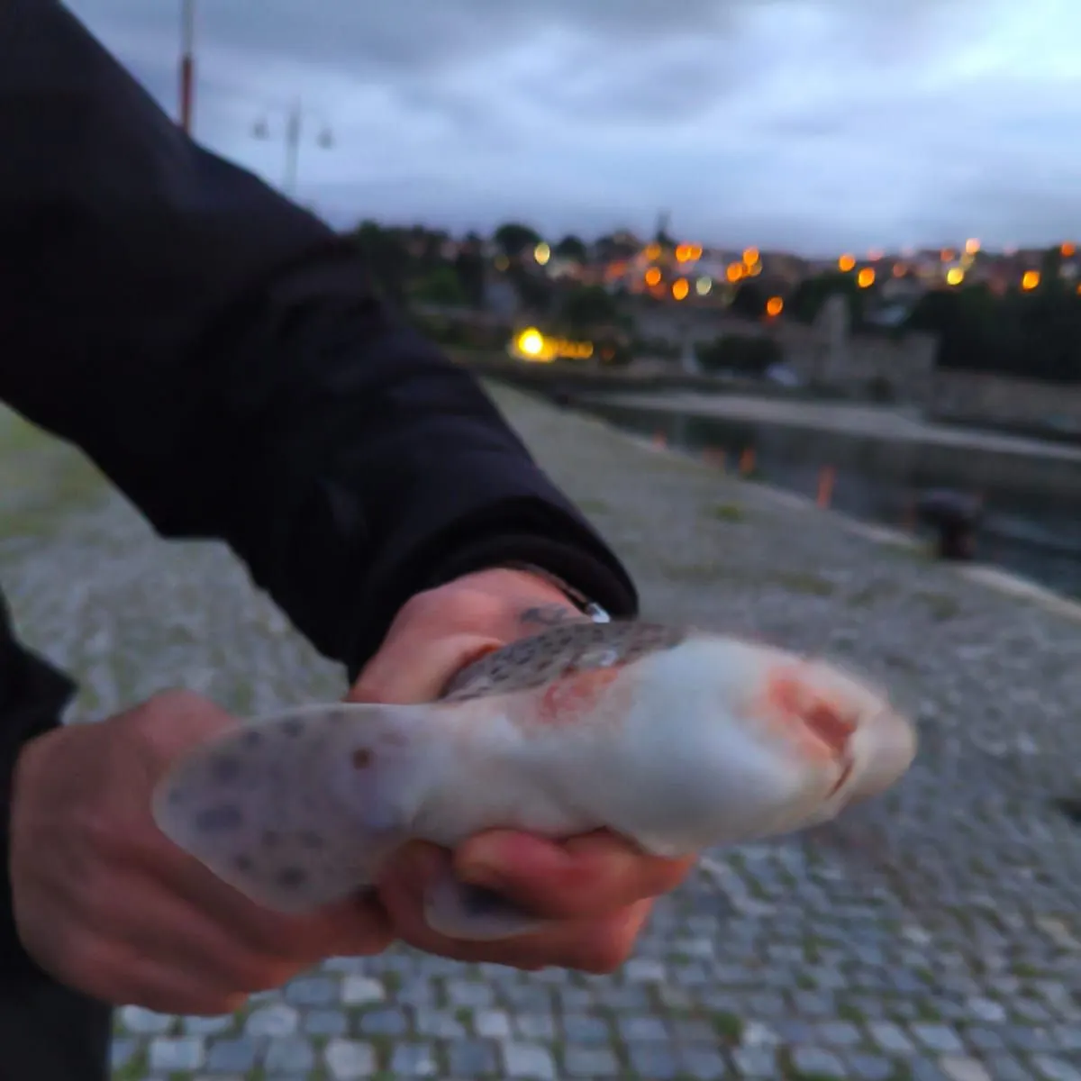 The most recent Broadnose sevengill shark catches on Fishbrain