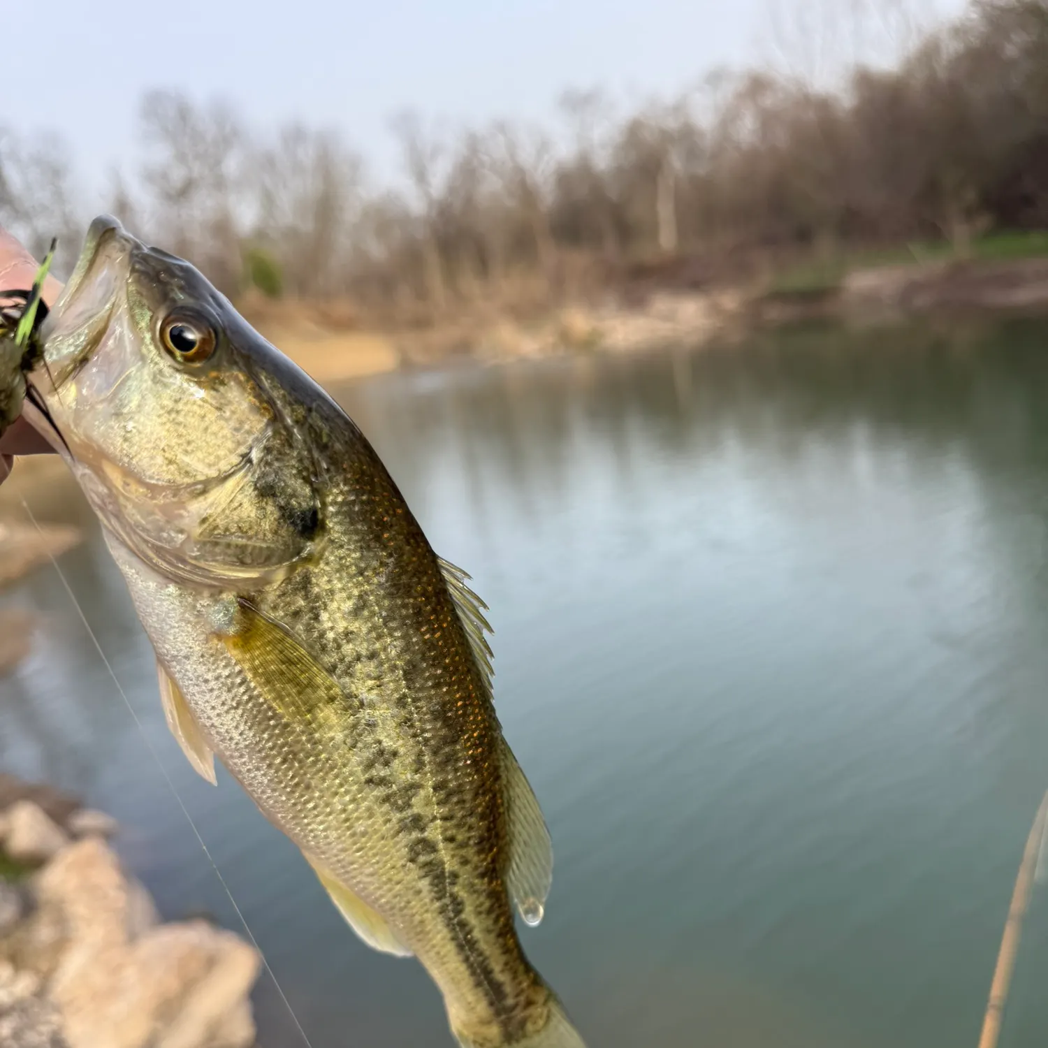 Largemouth bass caught on Fishbrain