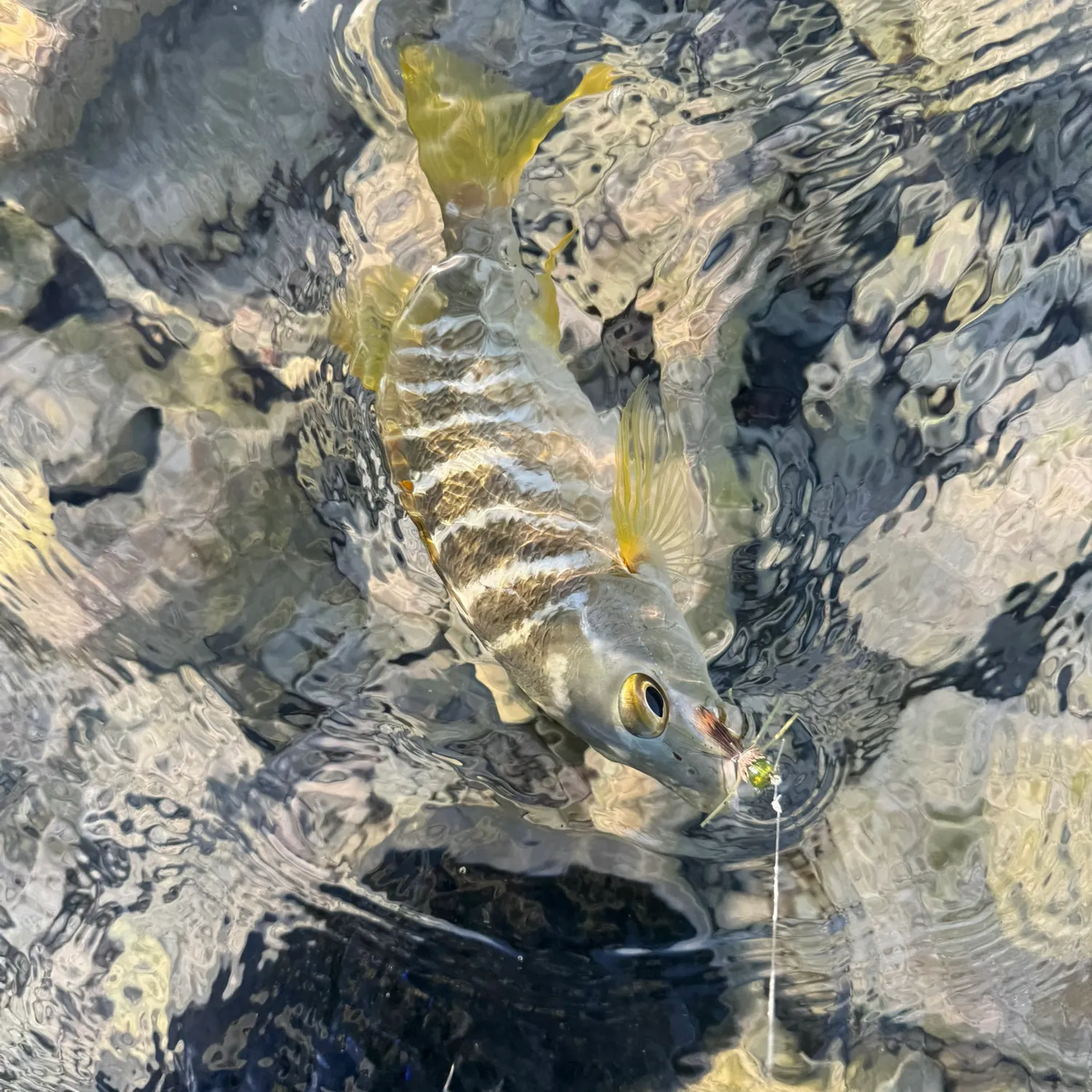 The most recent Schoolmaster snapper catches on Fishbrain