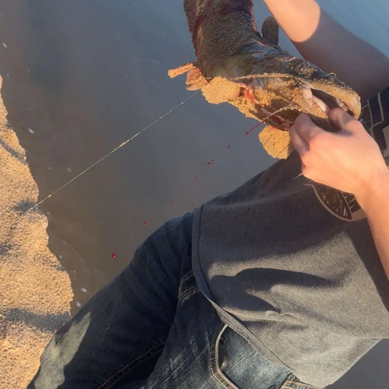 The most recent Blue catfish catches on Fishbrain