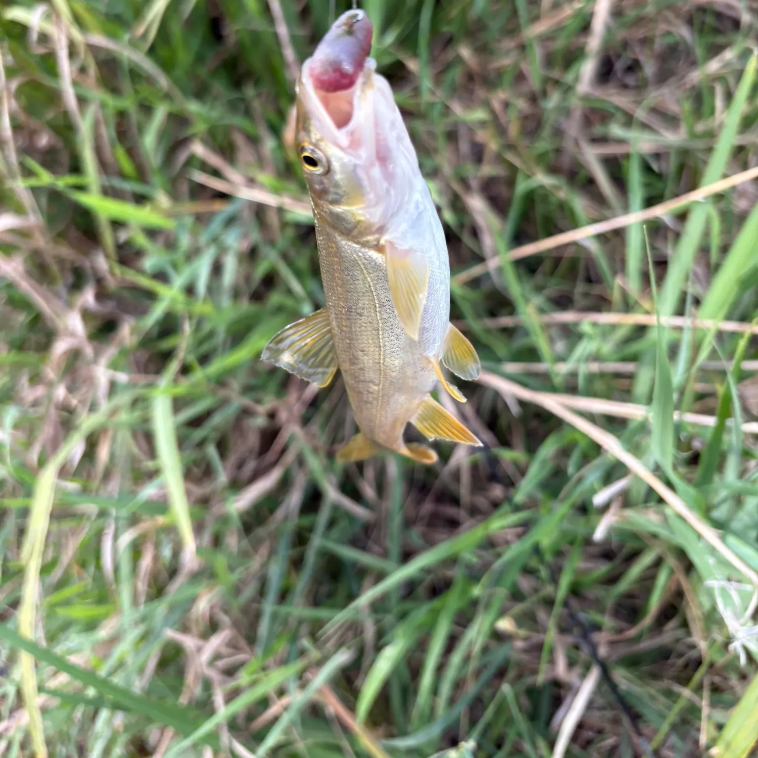 Northern pikeminnow caught on Fishbrain