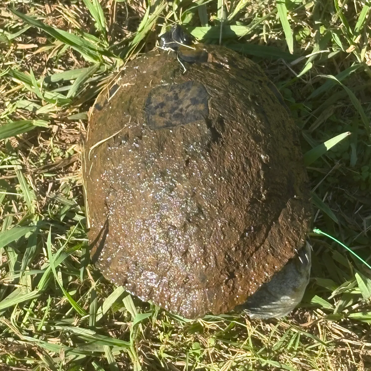 The most recent Pond slider turtle catches on Fishbrain