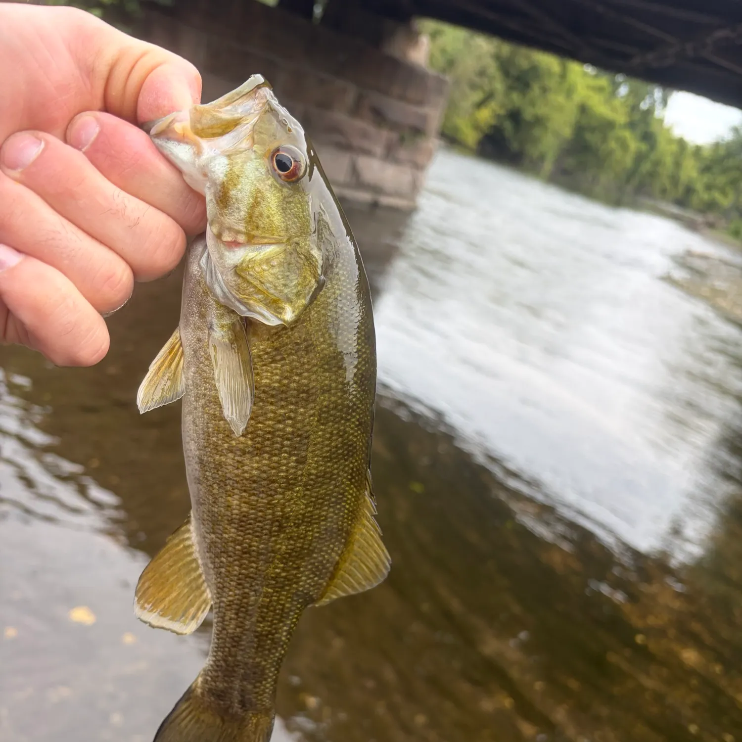 Smallmouth bass caught on Fishbrain