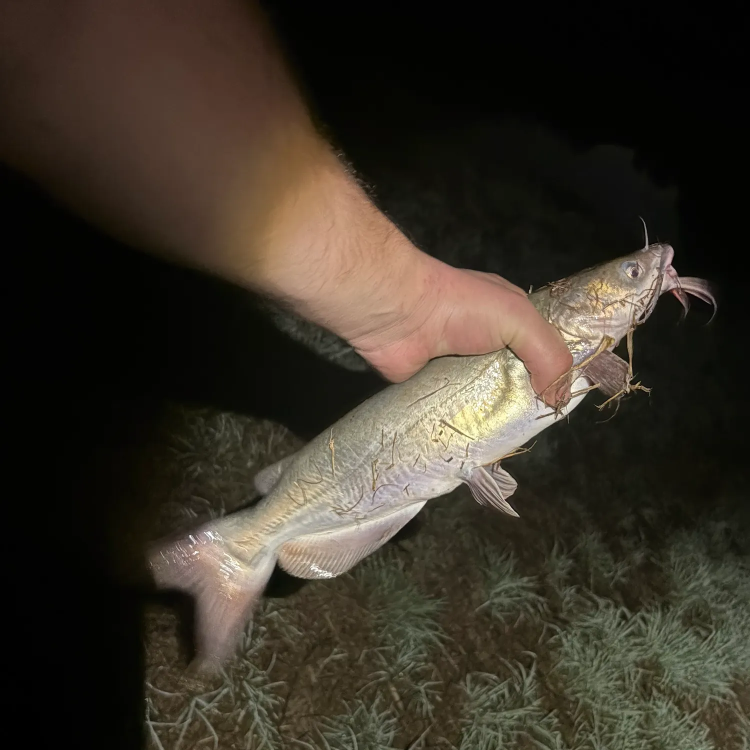 Channel catfish caught on Fishbrain