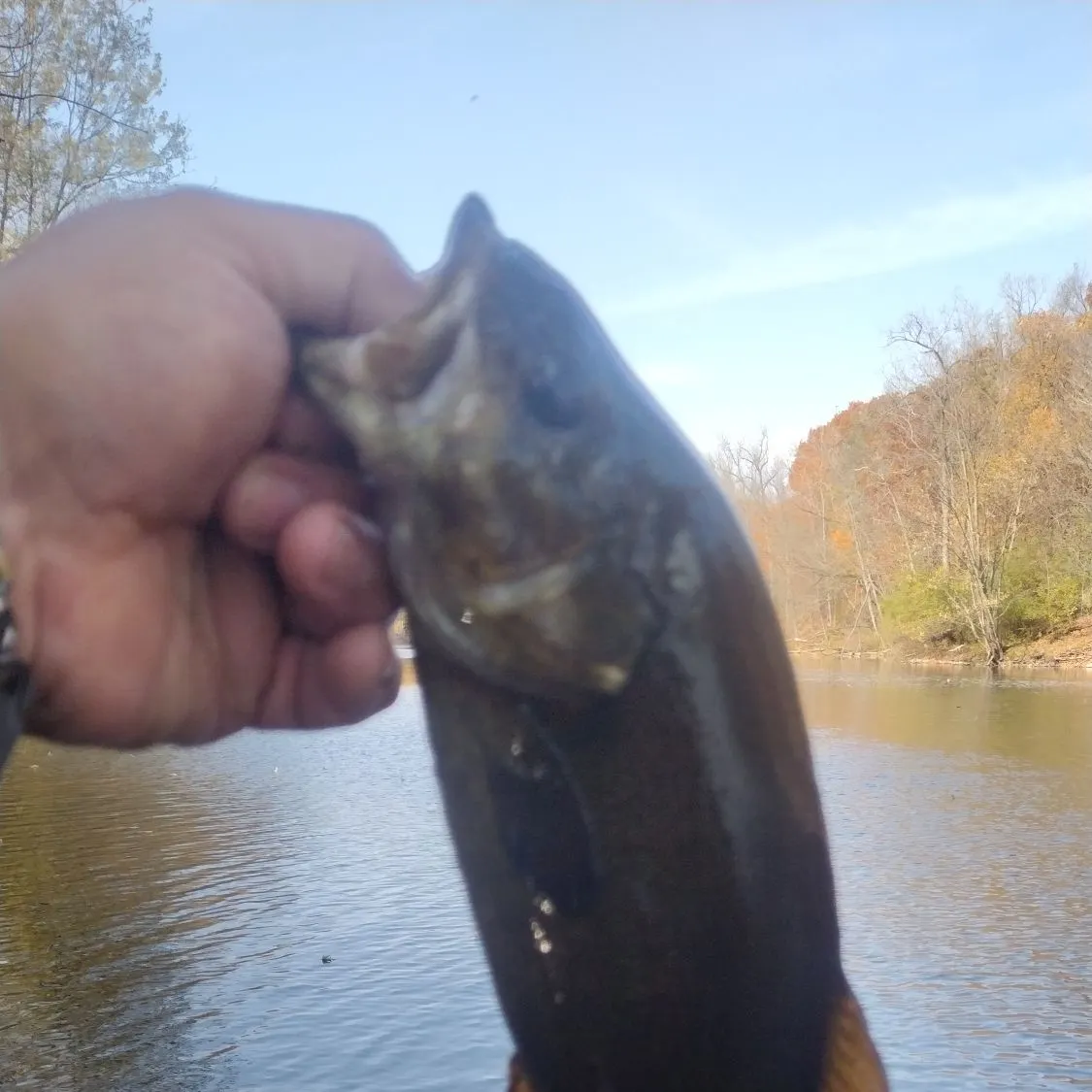 Smallmouth bass caught on Fishbrain