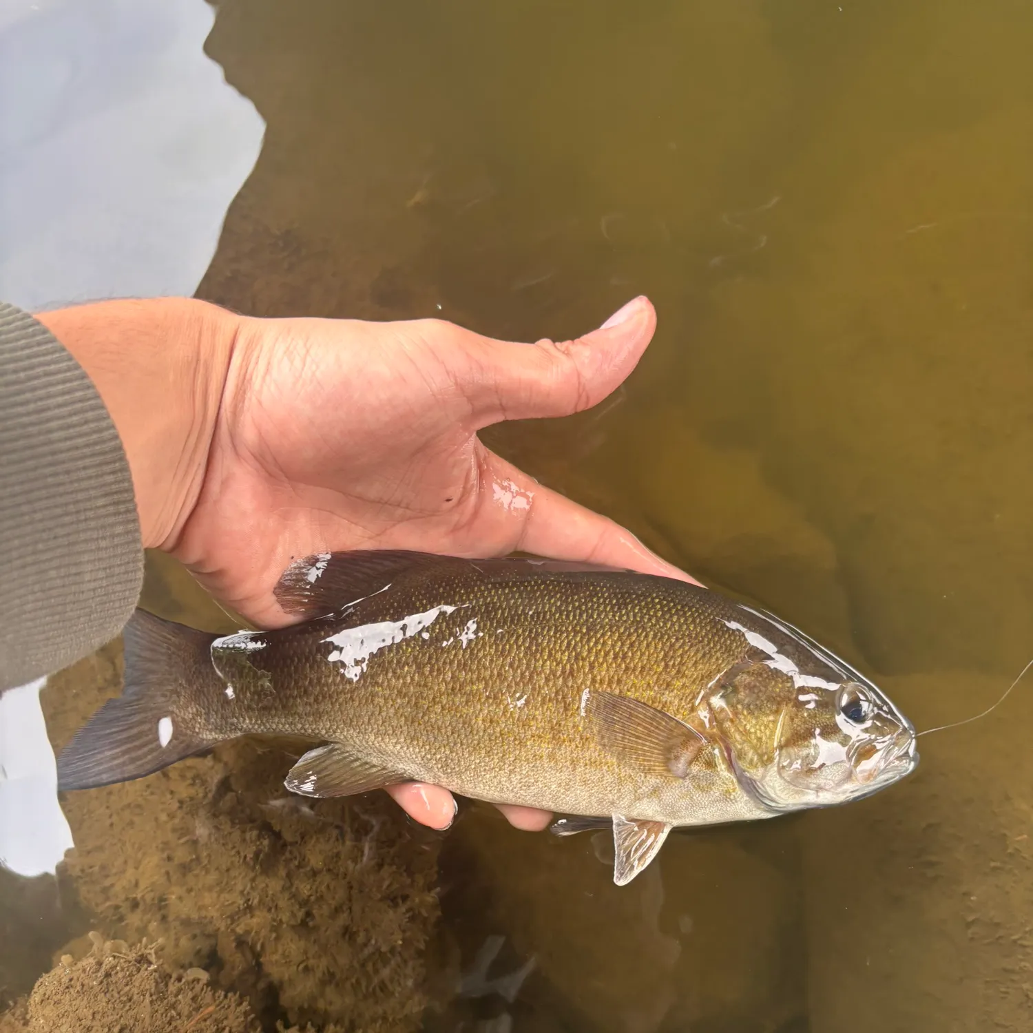 Smallmouth bass caught on Fishbrain
