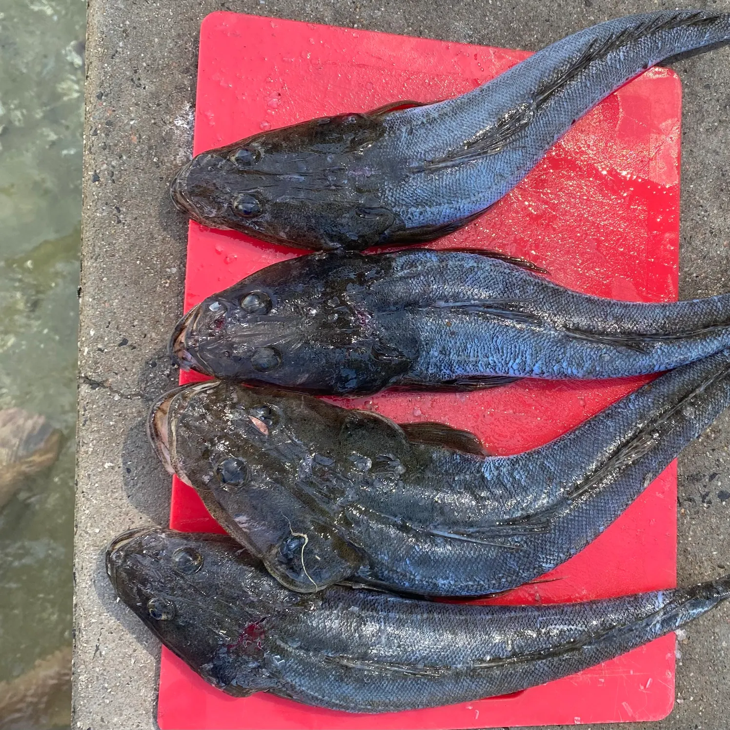 The most recent Dusky flathead catches on Fishbrain