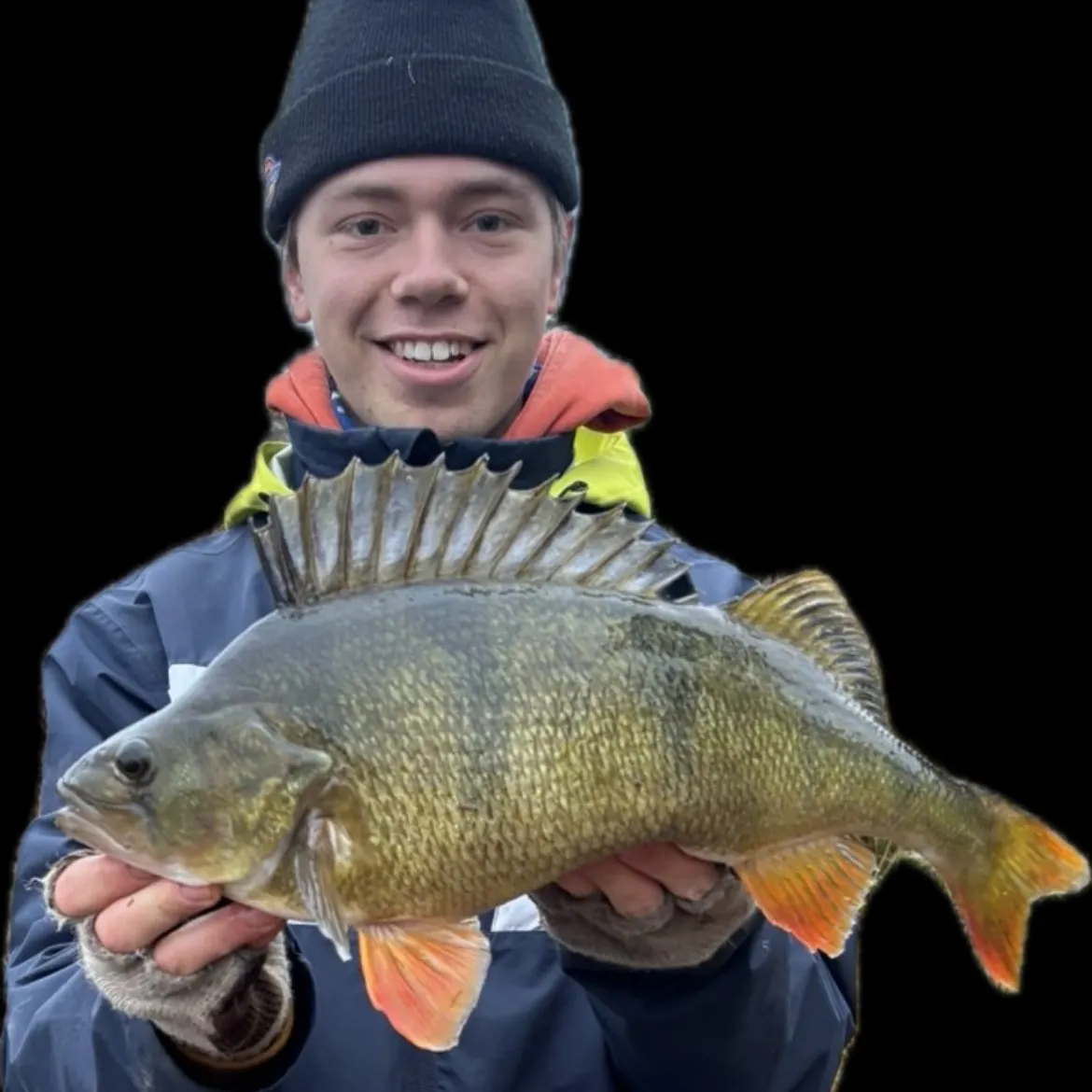 The most recent European perch catches on Fishbrain