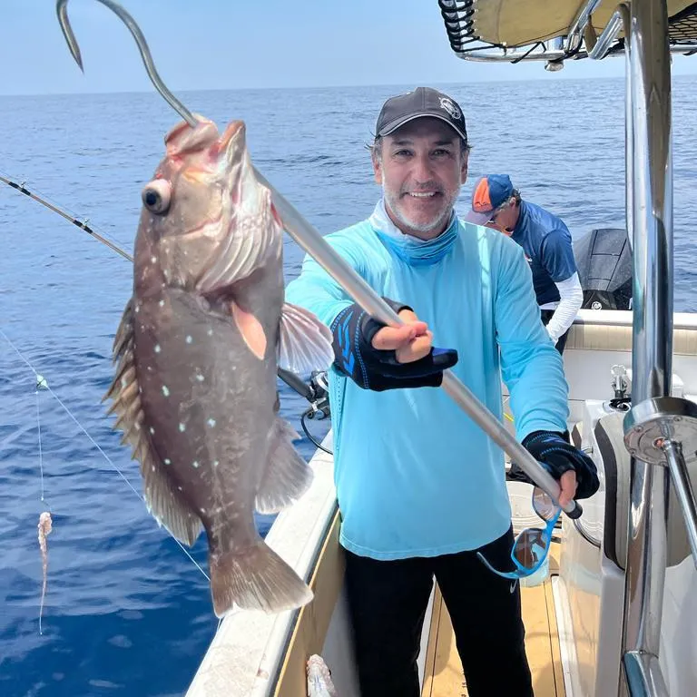 The most recent Warsaw grouper catches on Fishbrain