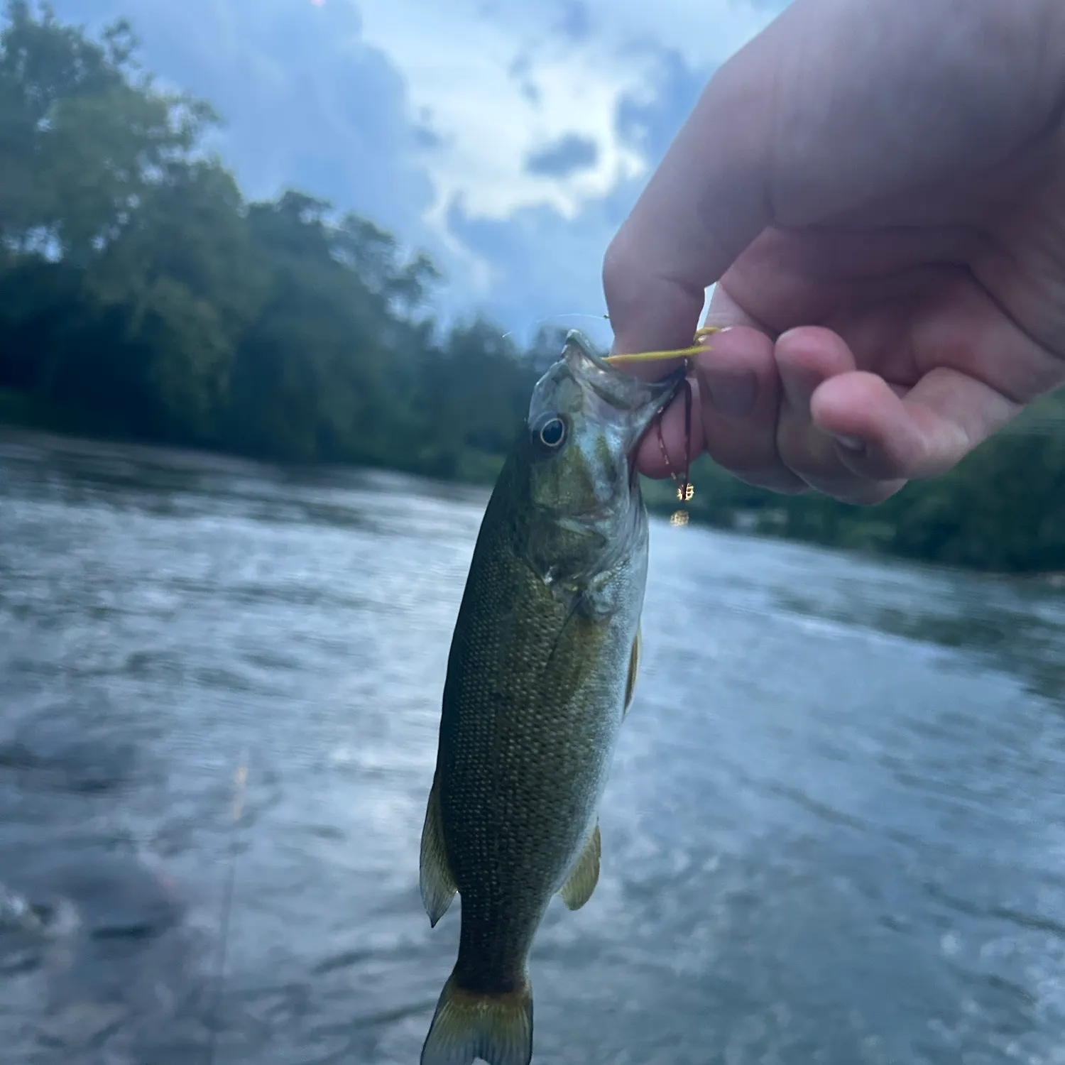 Smallmouth bass caught on Fishbrain