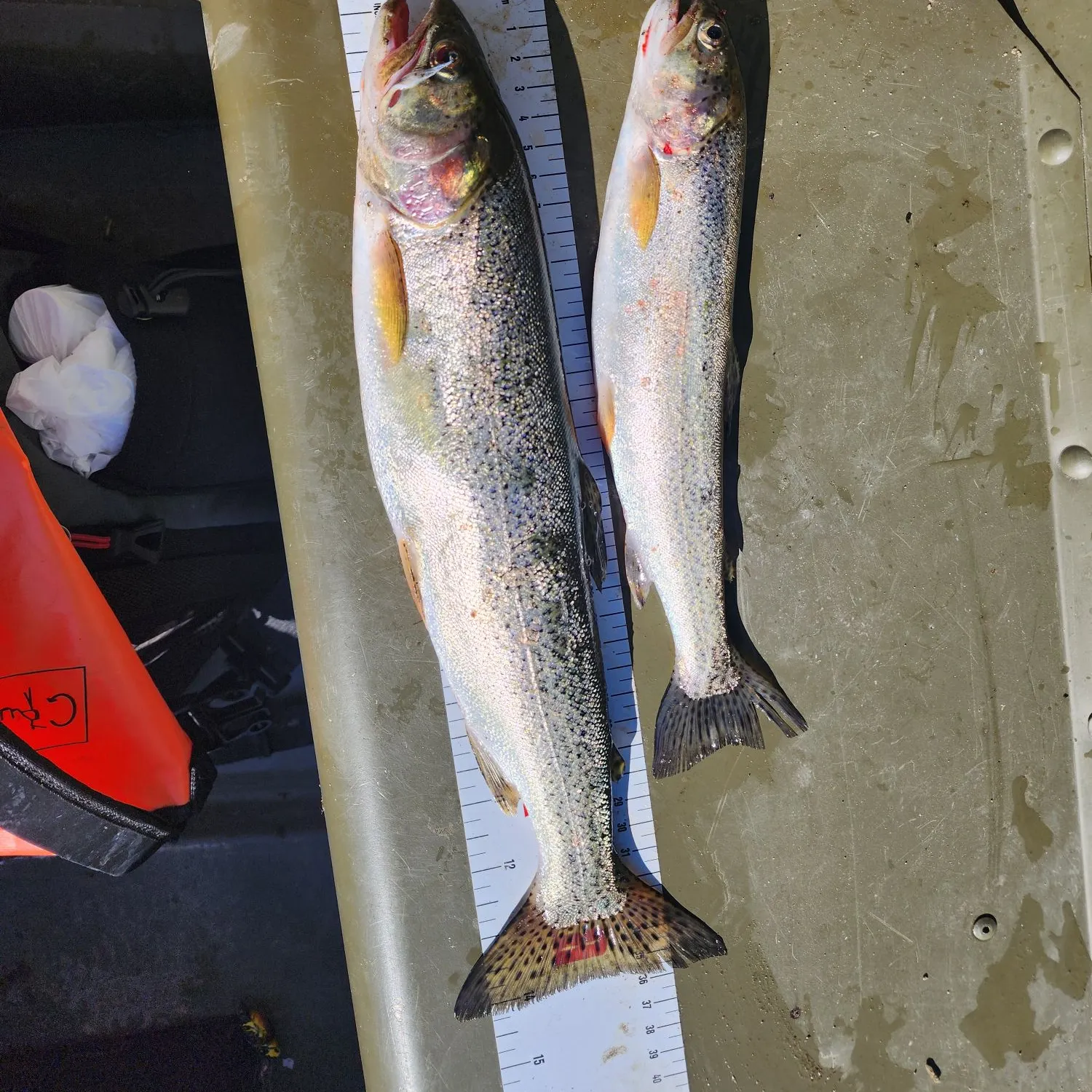 Coastal cutthroat trout caught on Fishbrain