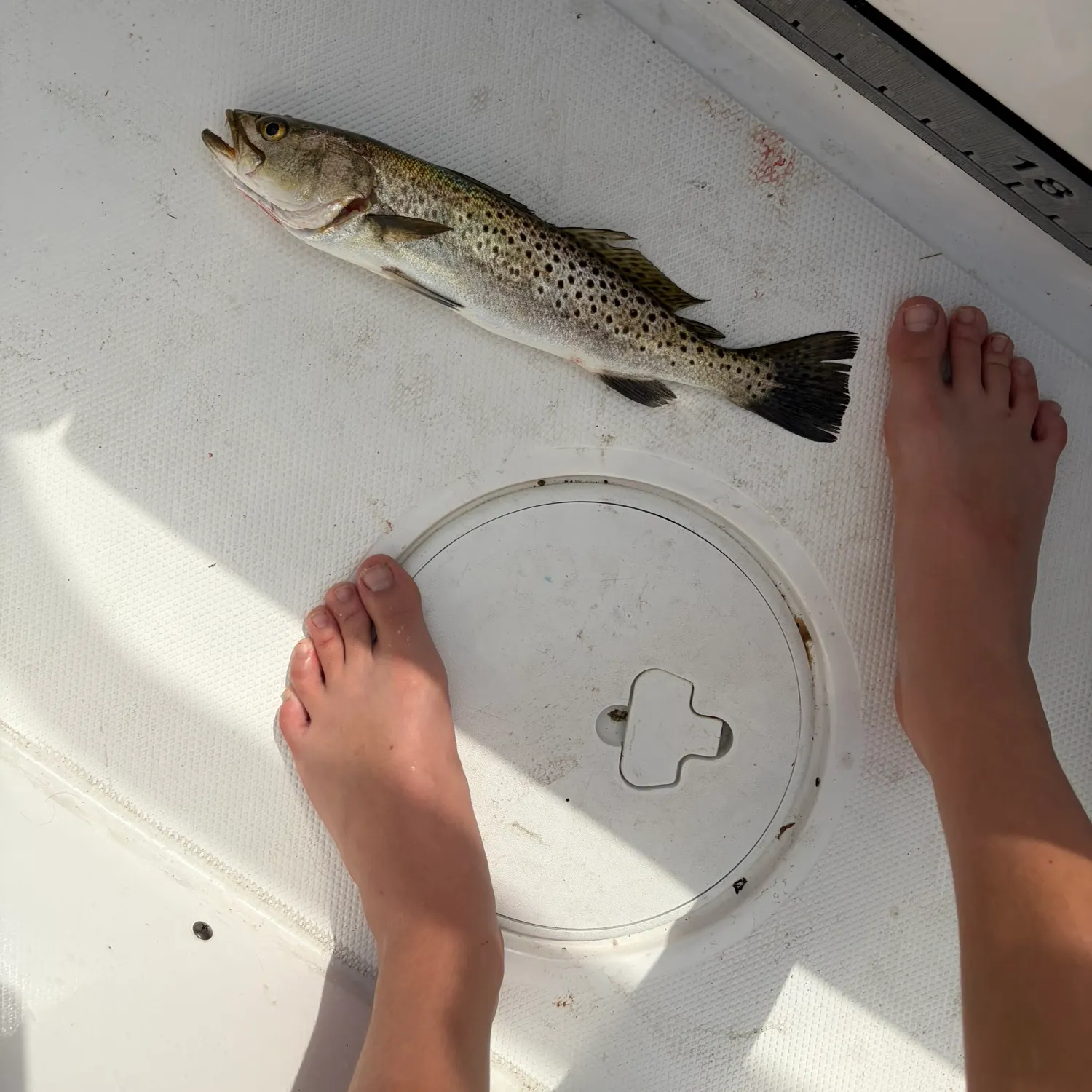 Spotted seatrout caught on Fishbrain