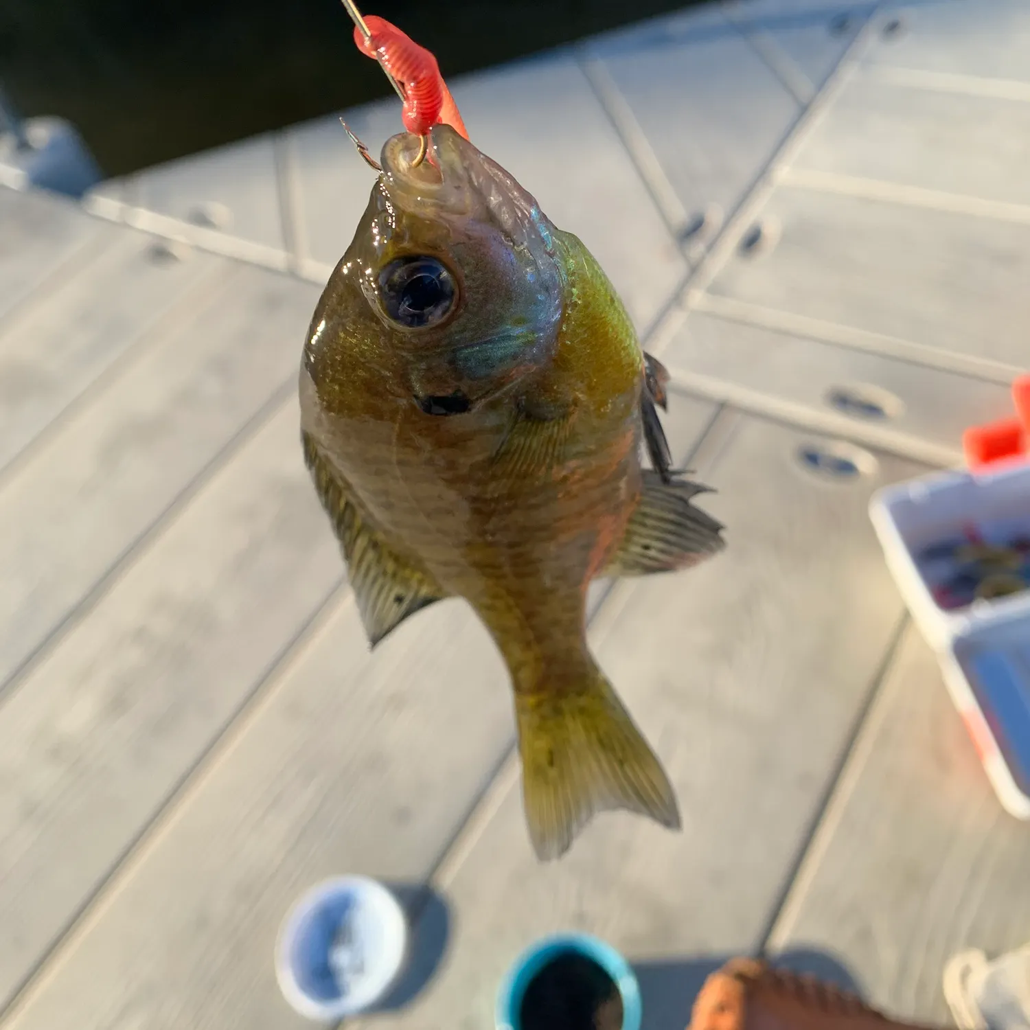 catch