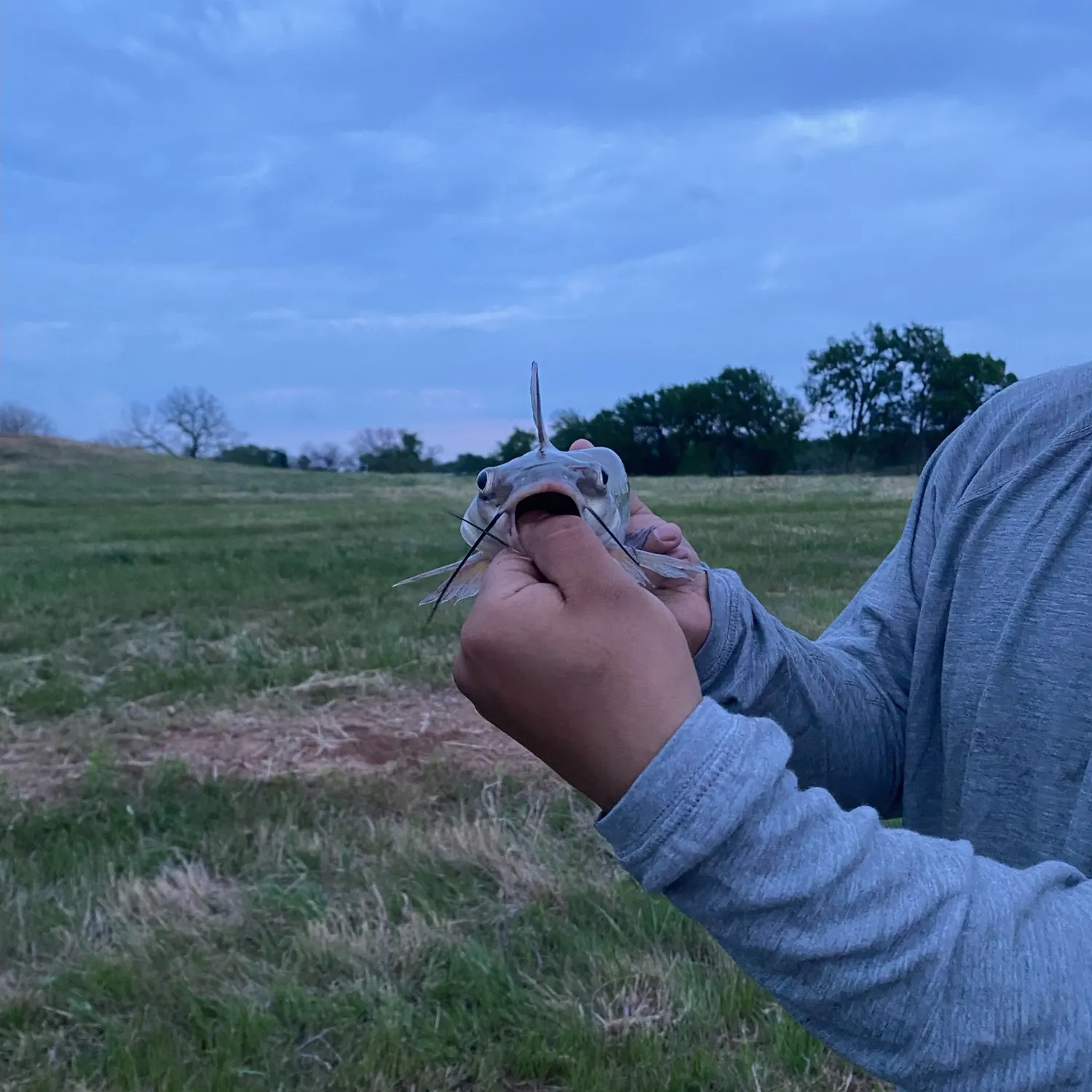 Channel catfish caught on Fishbrain