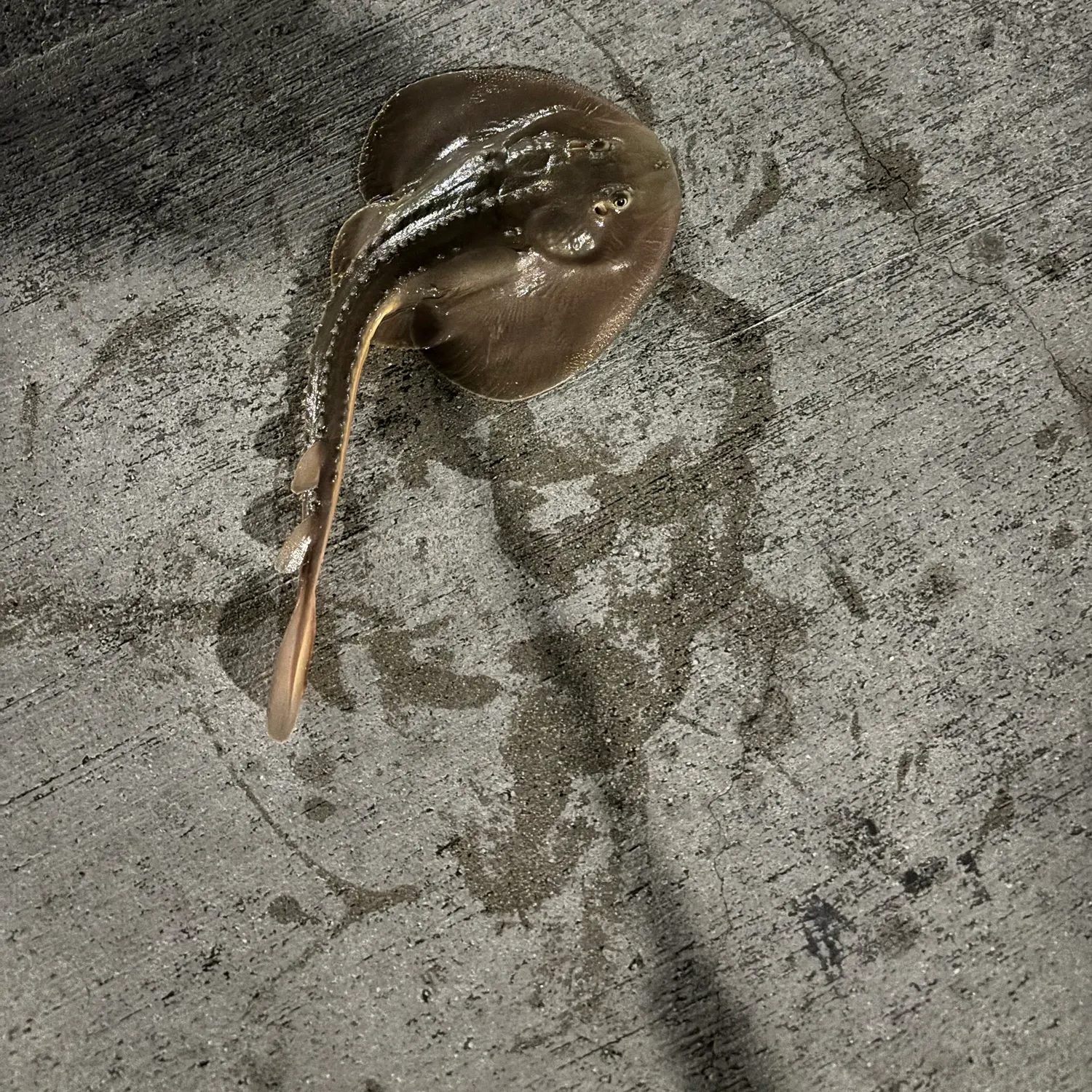 The most recent Thornback guitarfish catches on Fishbrain